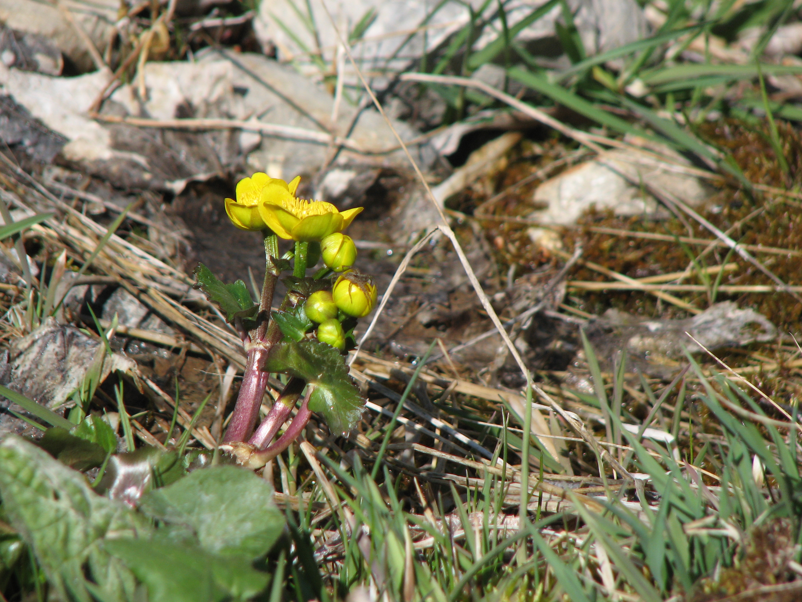 Sumpfdotterblume
