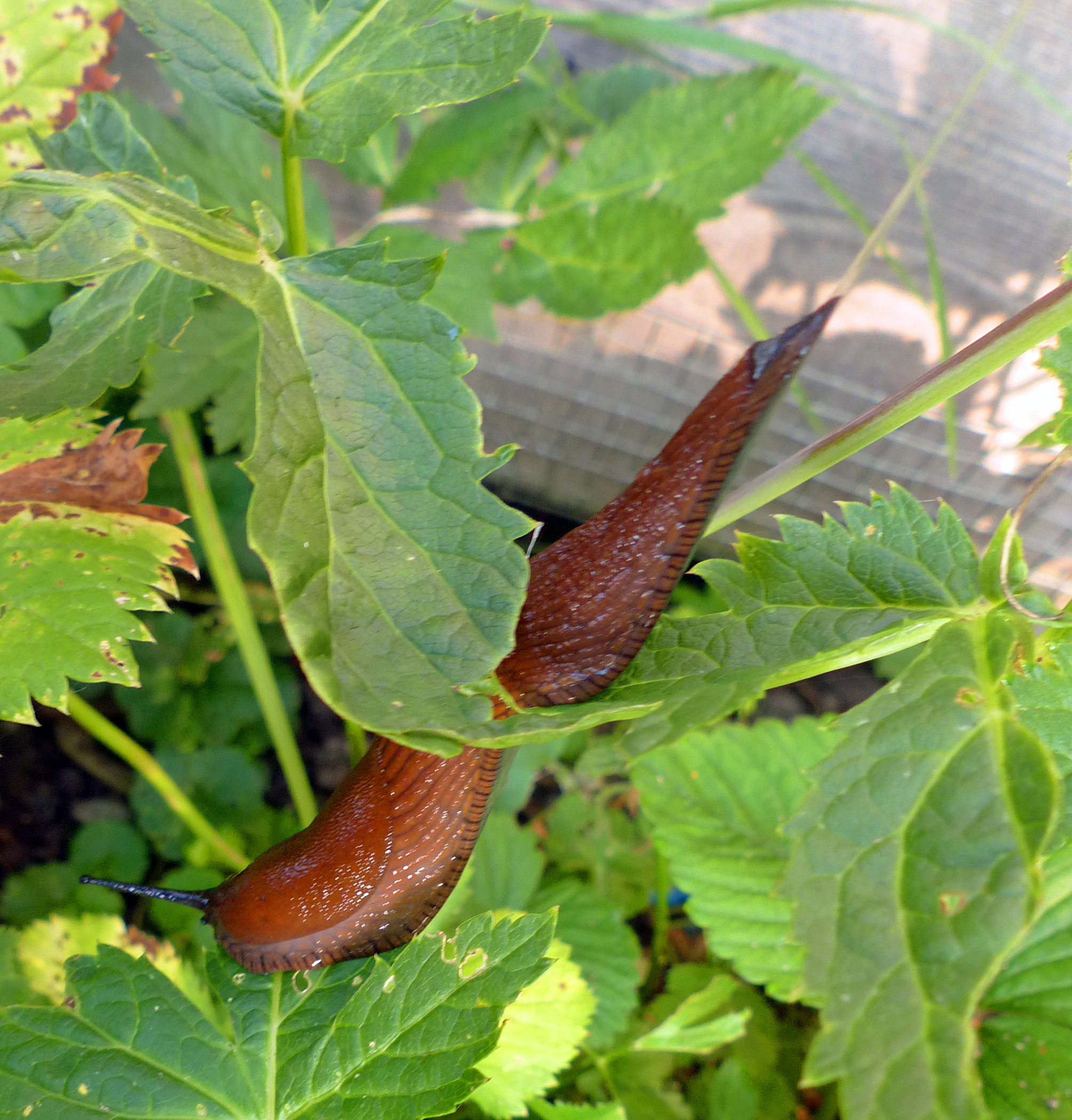Schnecken im Garten reduzieren
