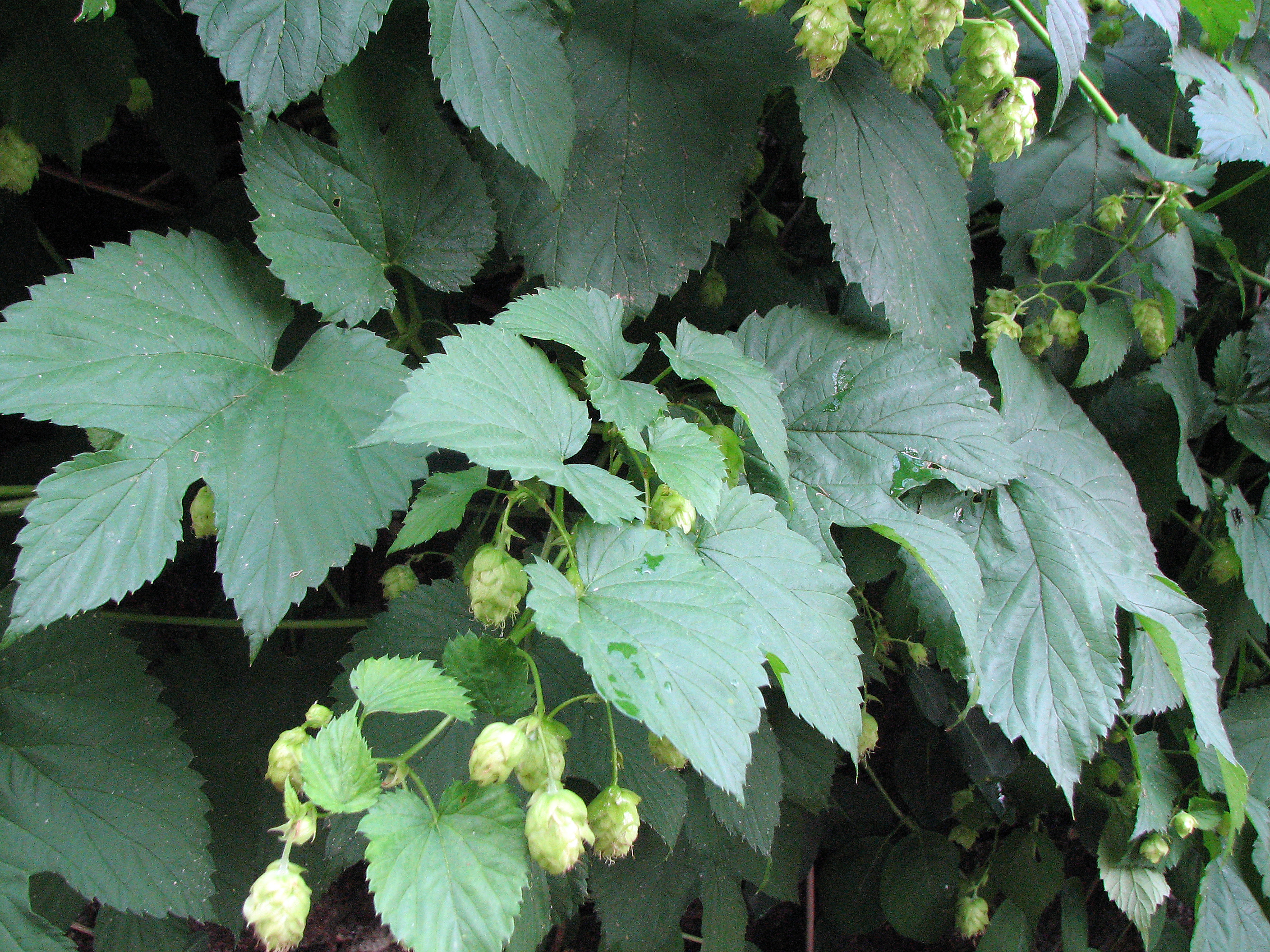 Hopfen