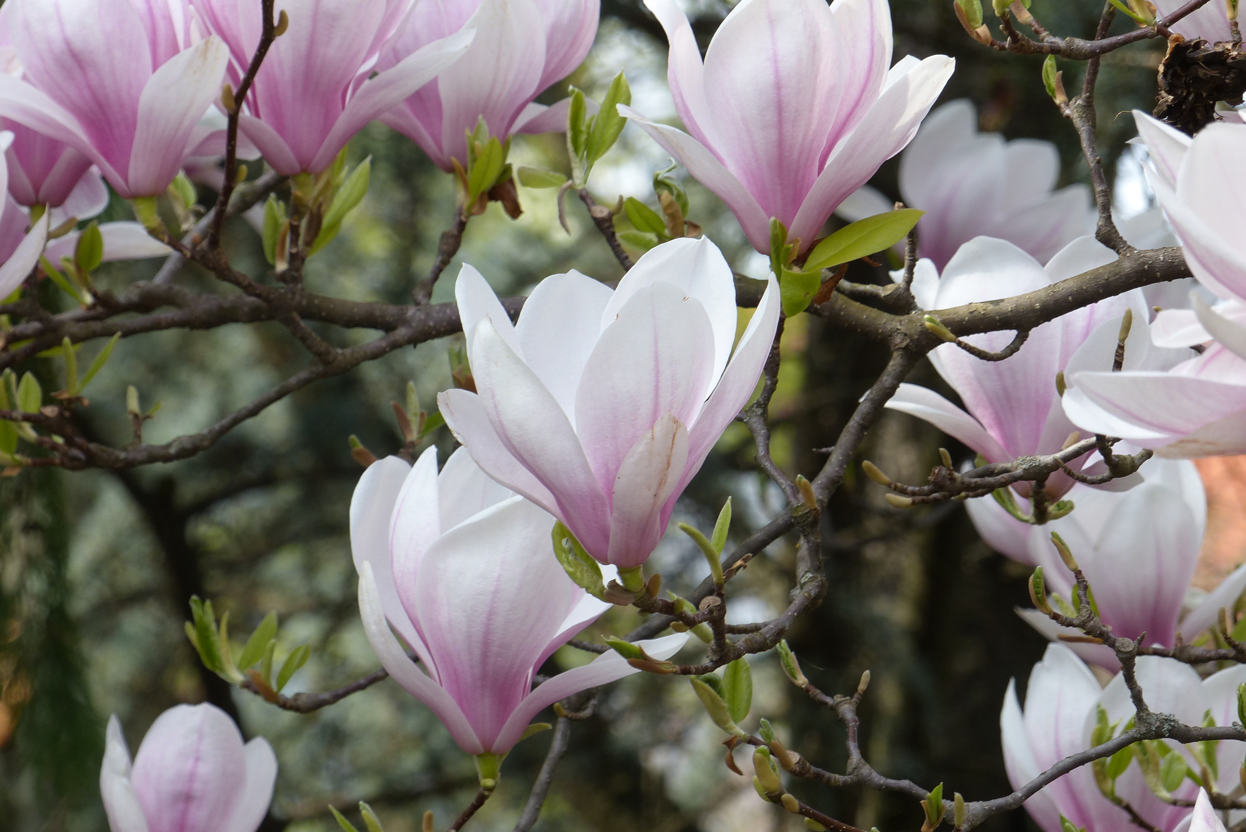 Tulpenmagnolie