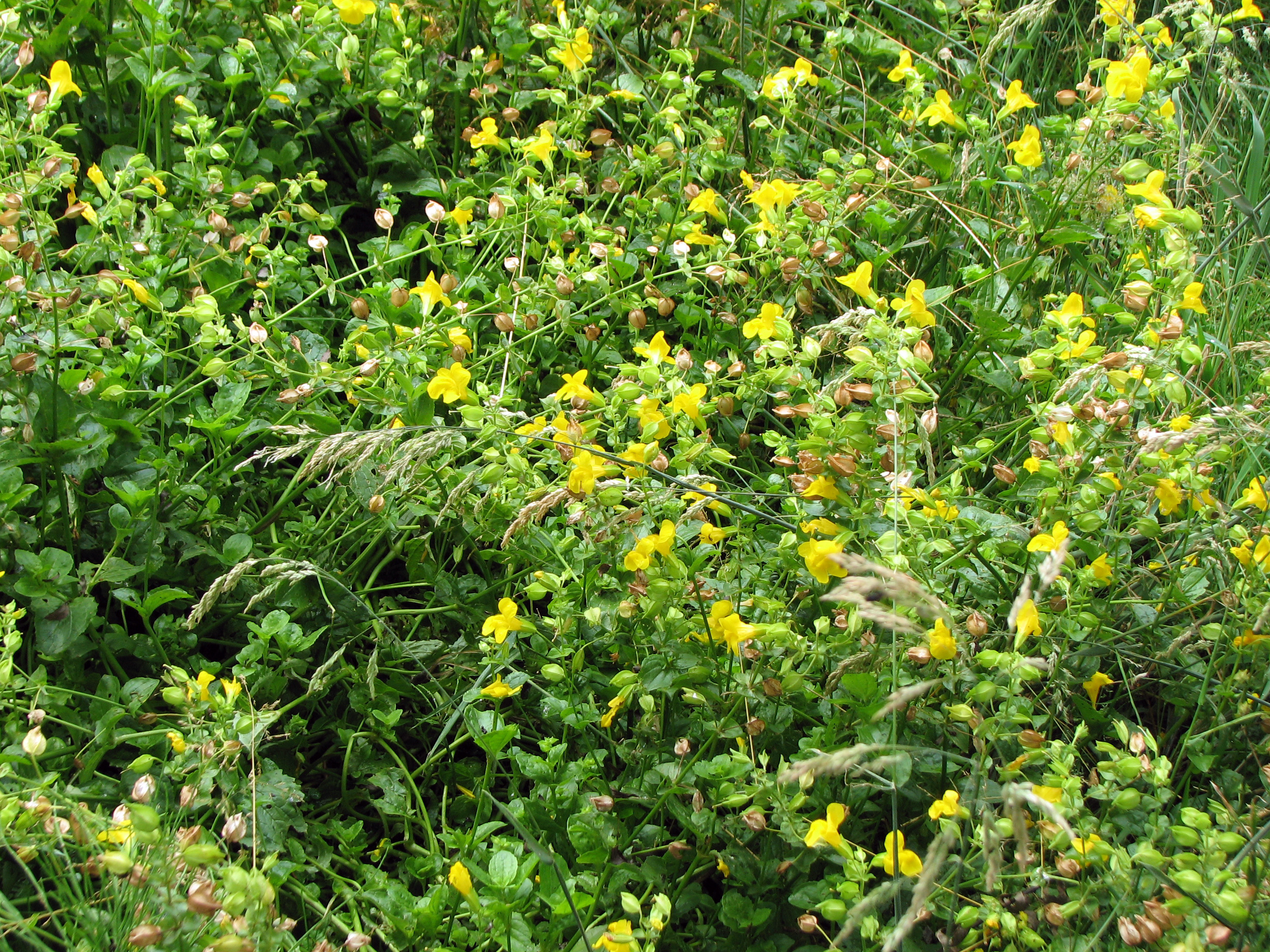 Gauklerblume