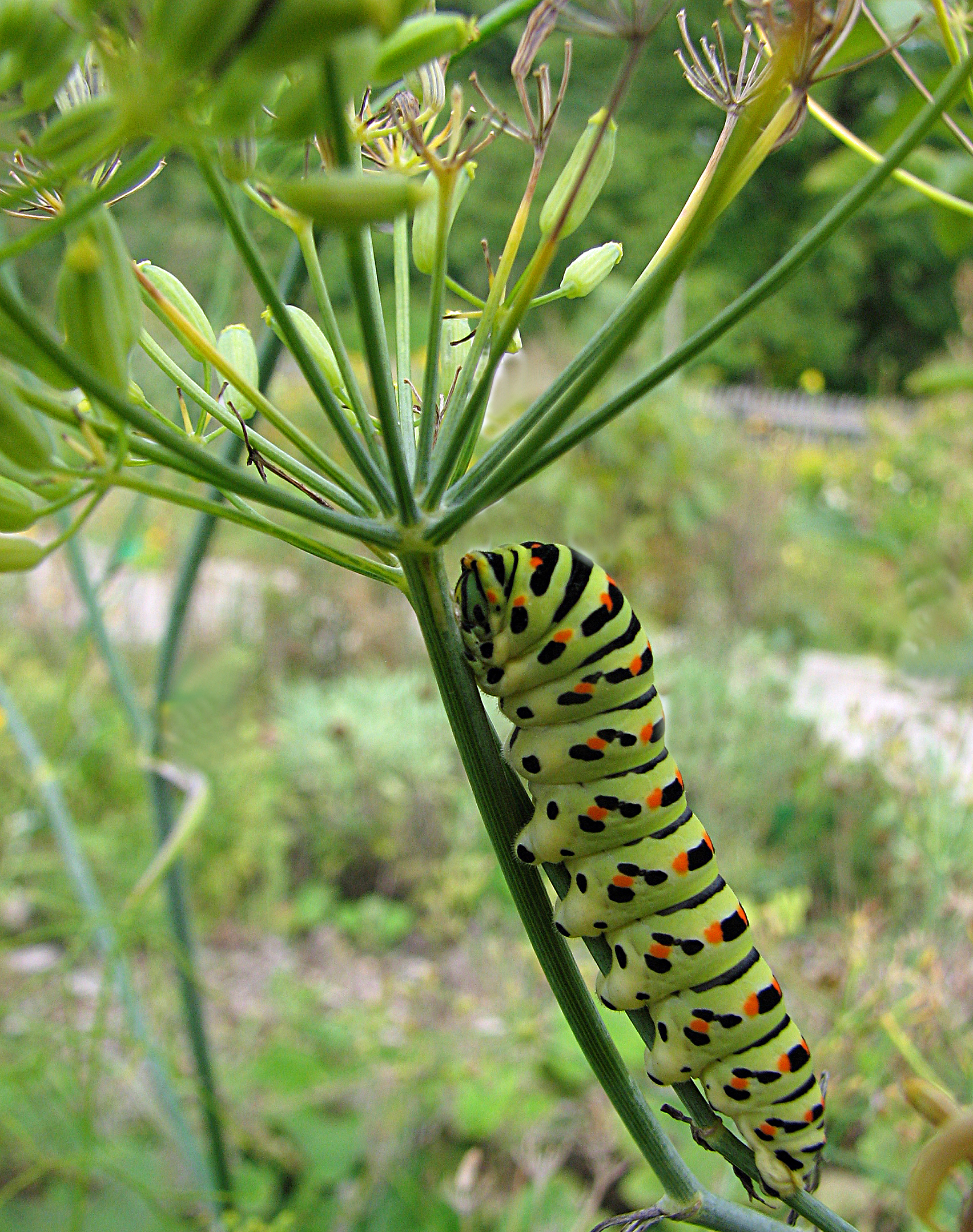 Gewürzfenchel