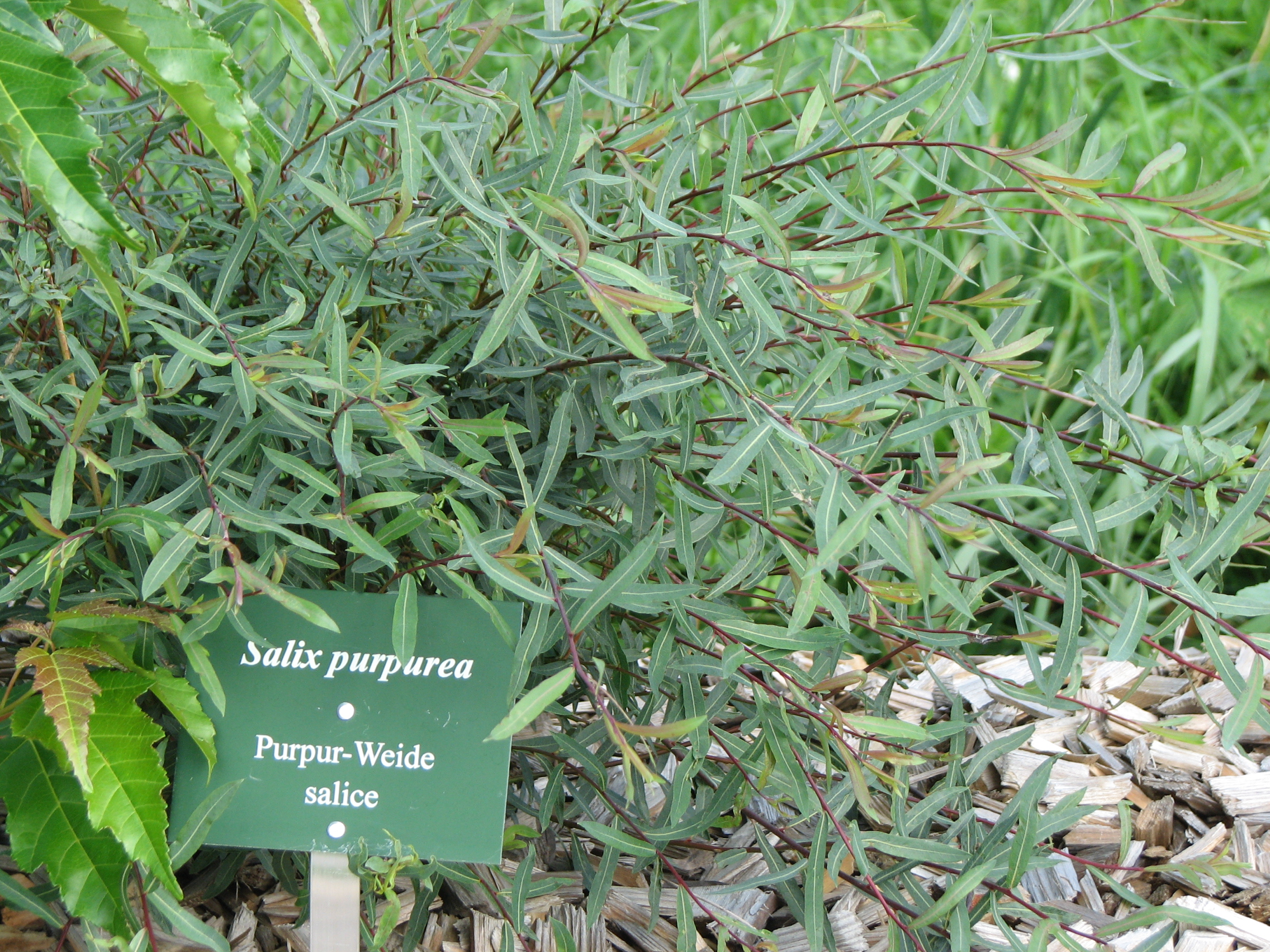 Purpurweide