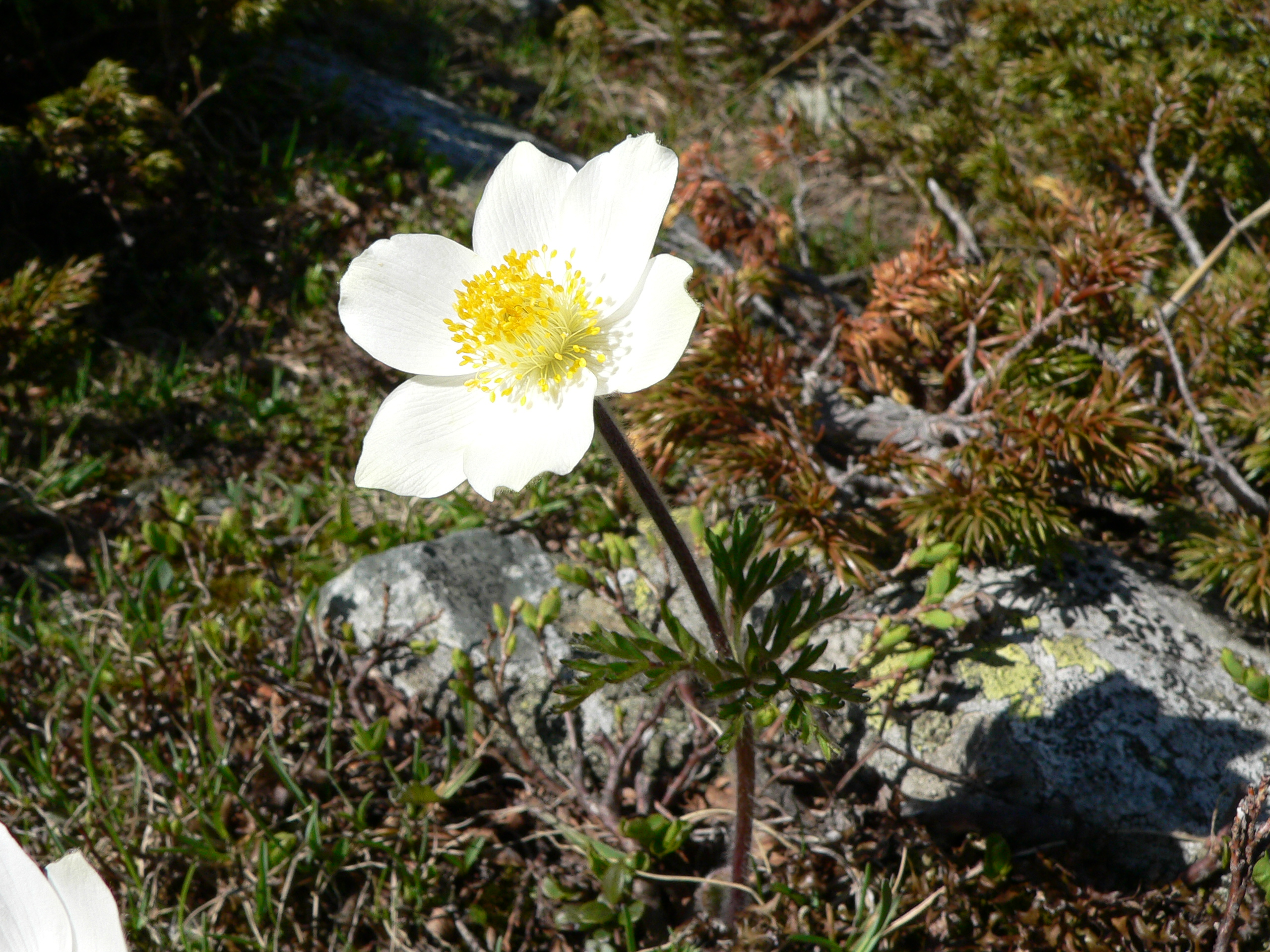 Alpenanemone