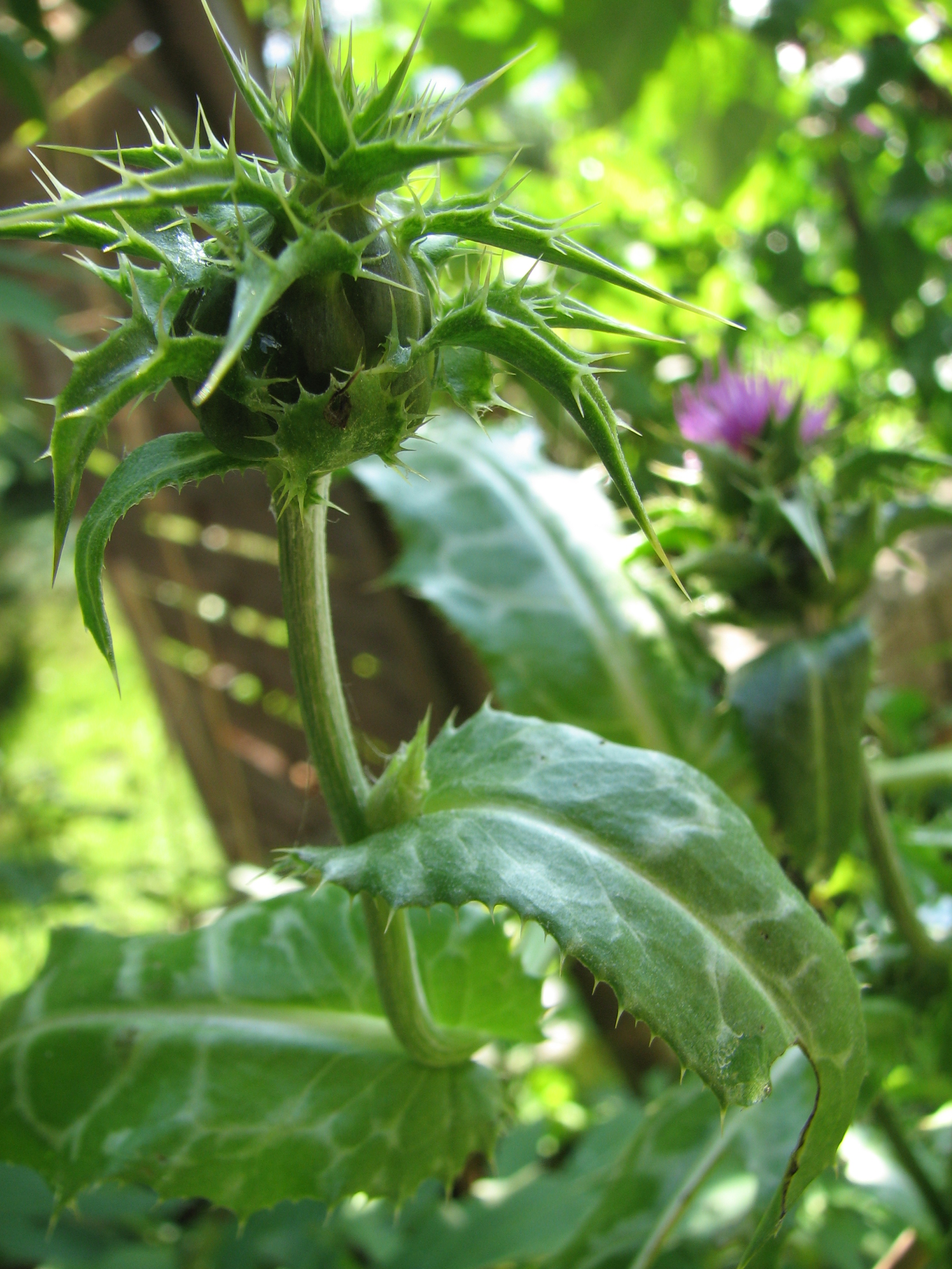 Mariendistel