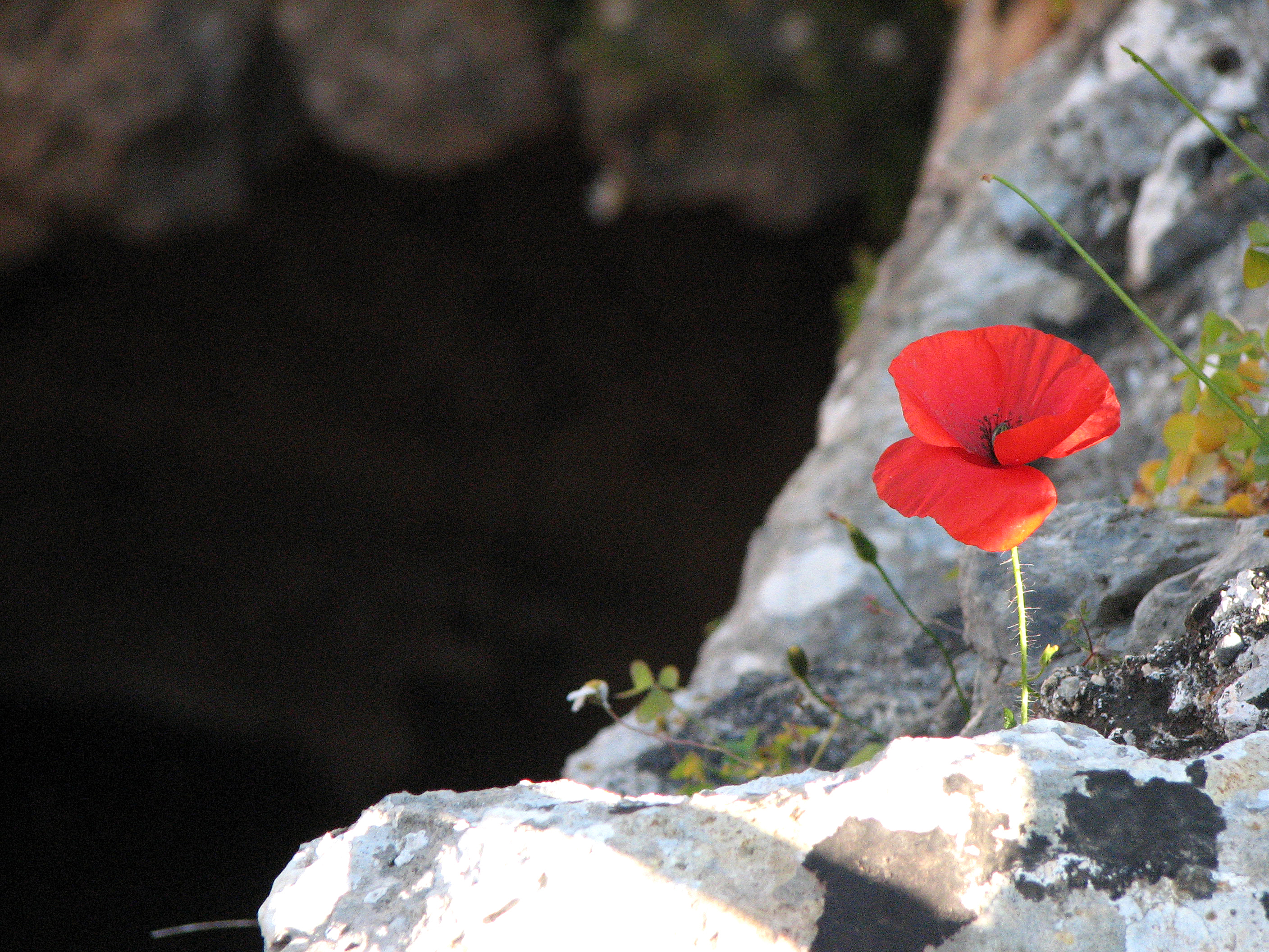 Klatschmohn