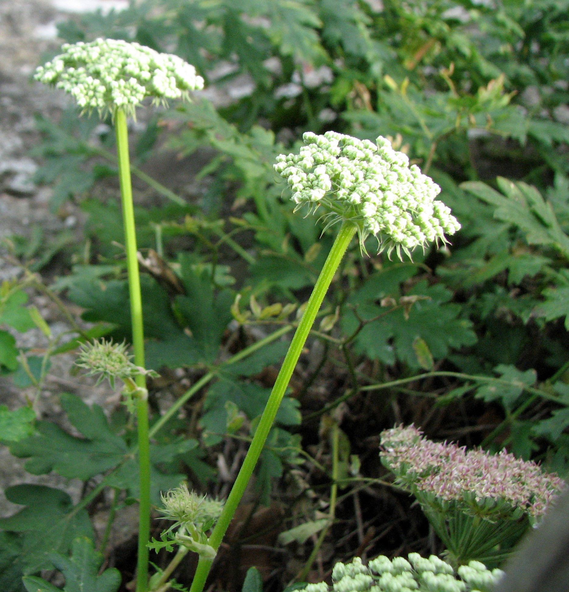 Hügelheilwurz