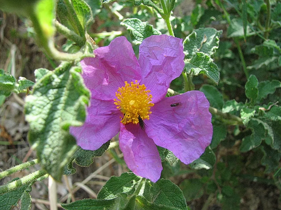 Kretische Zistrose