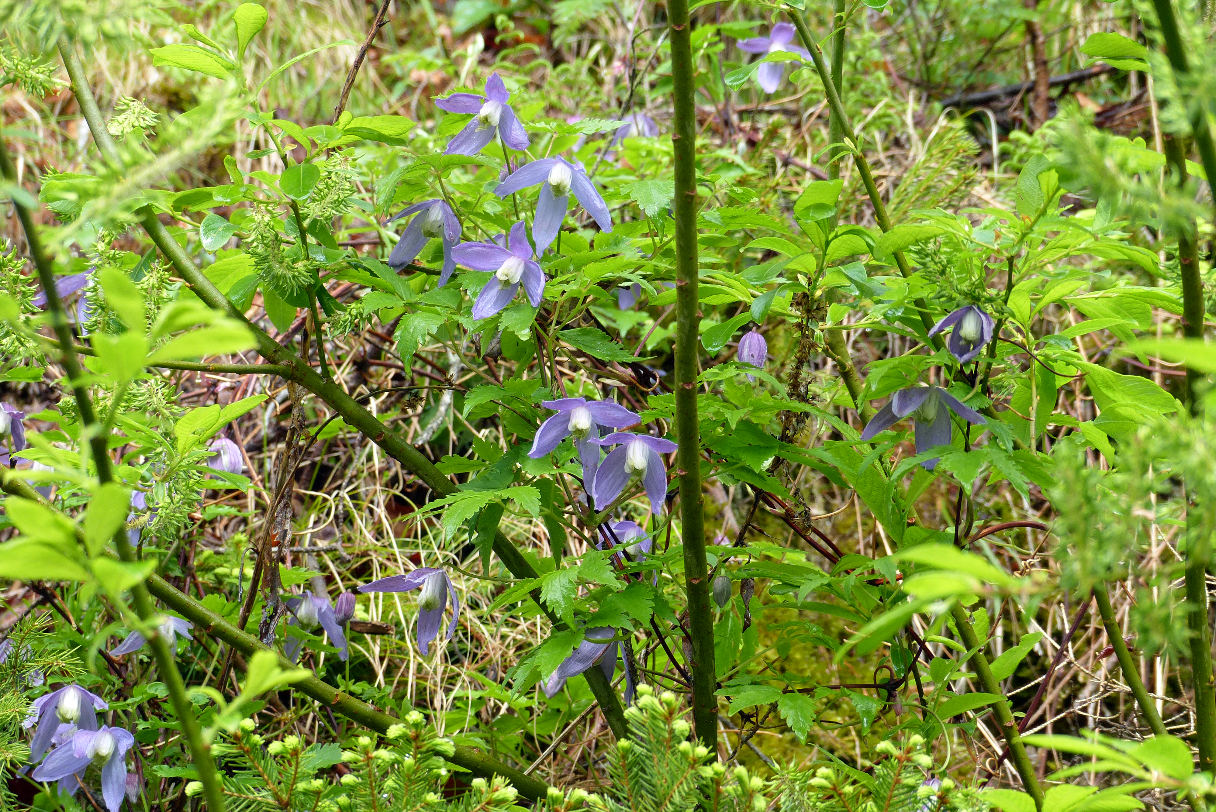 Alpenwaldrebe