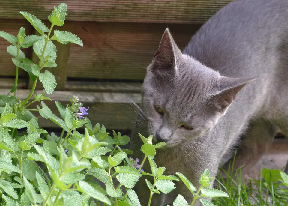 Garten-Katzenminze