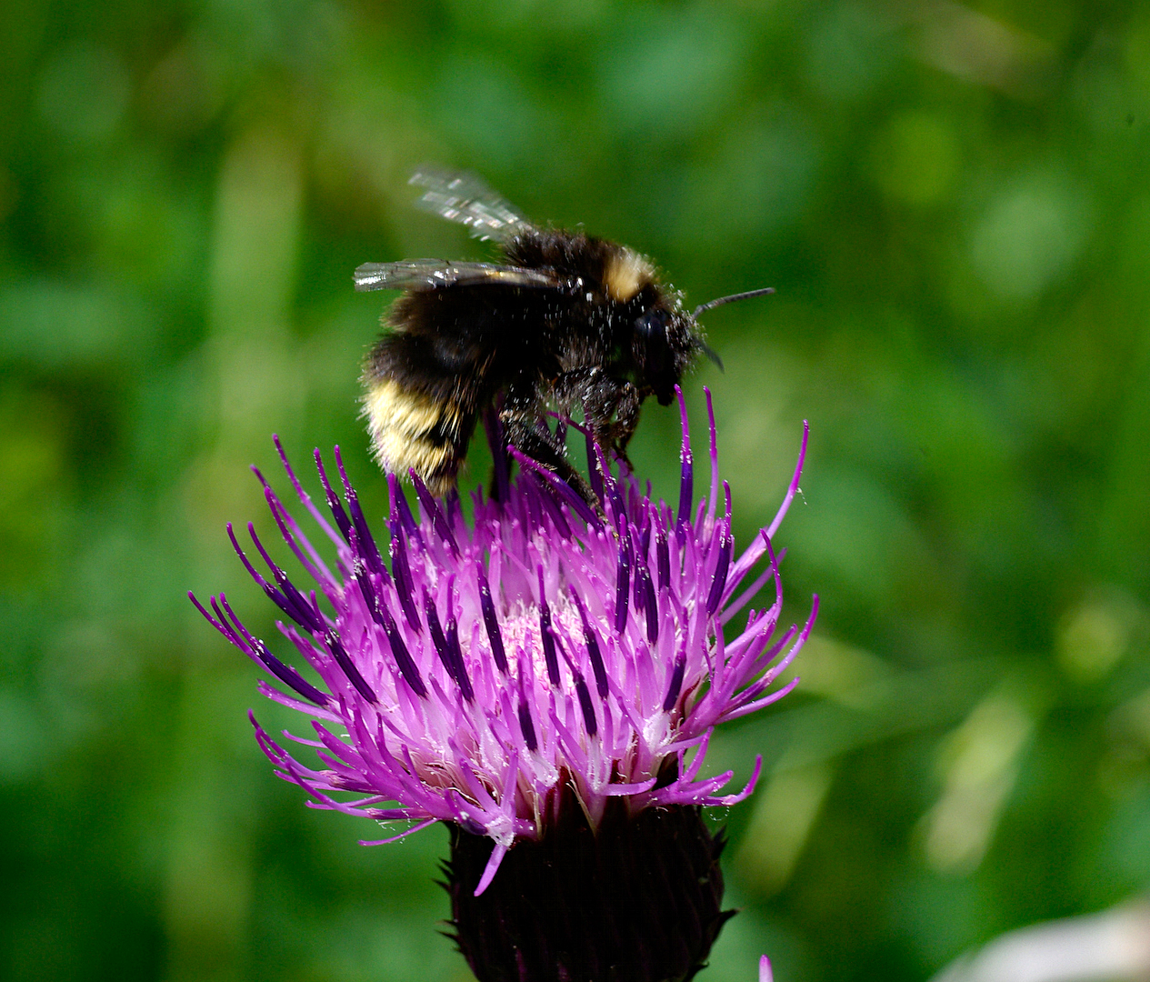 Wiesen-Flockenblume