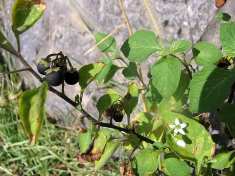 Schwarzer Nachtschatten