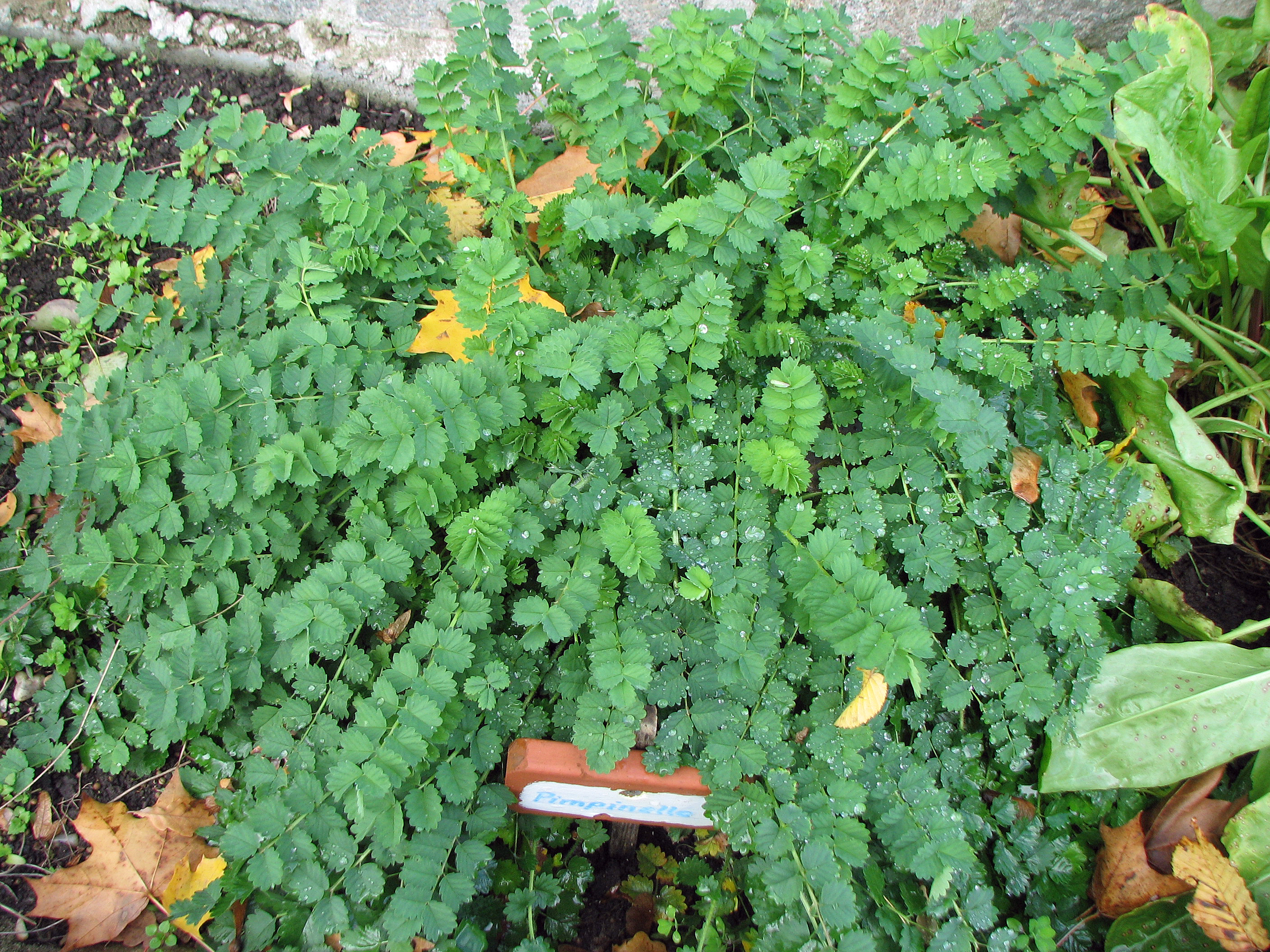 Kleiner Wiesenknopf