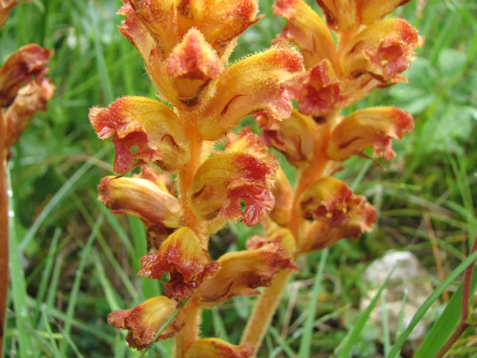 Blutrote Sommerwurz