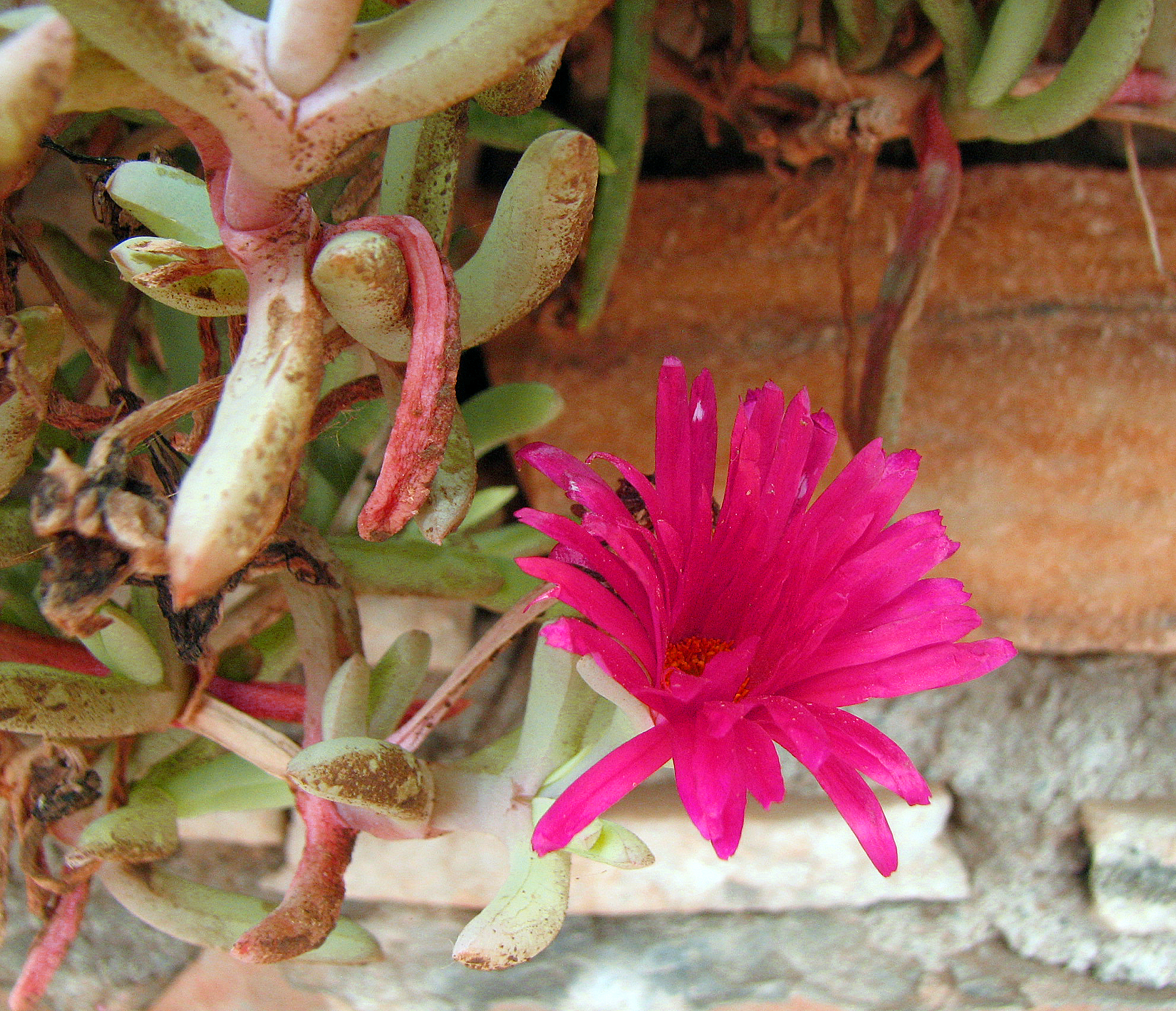 Mittagsblume