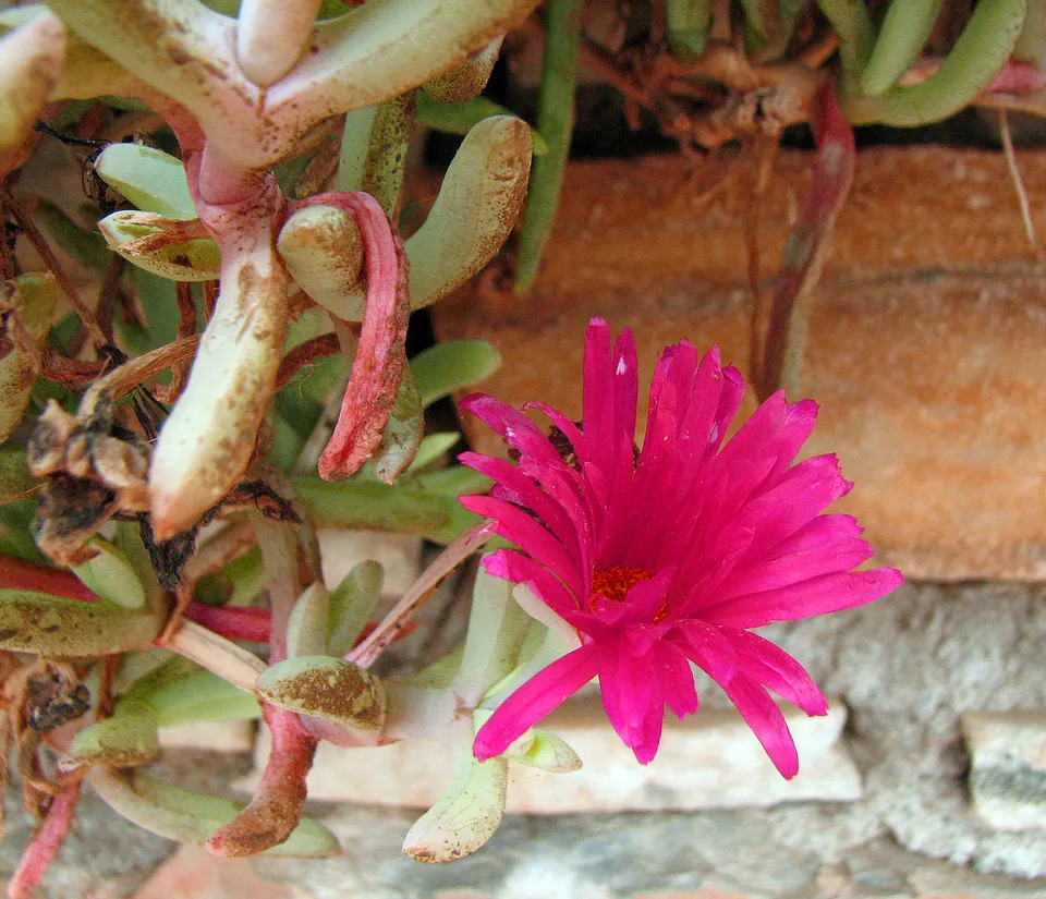 Mittagsblume