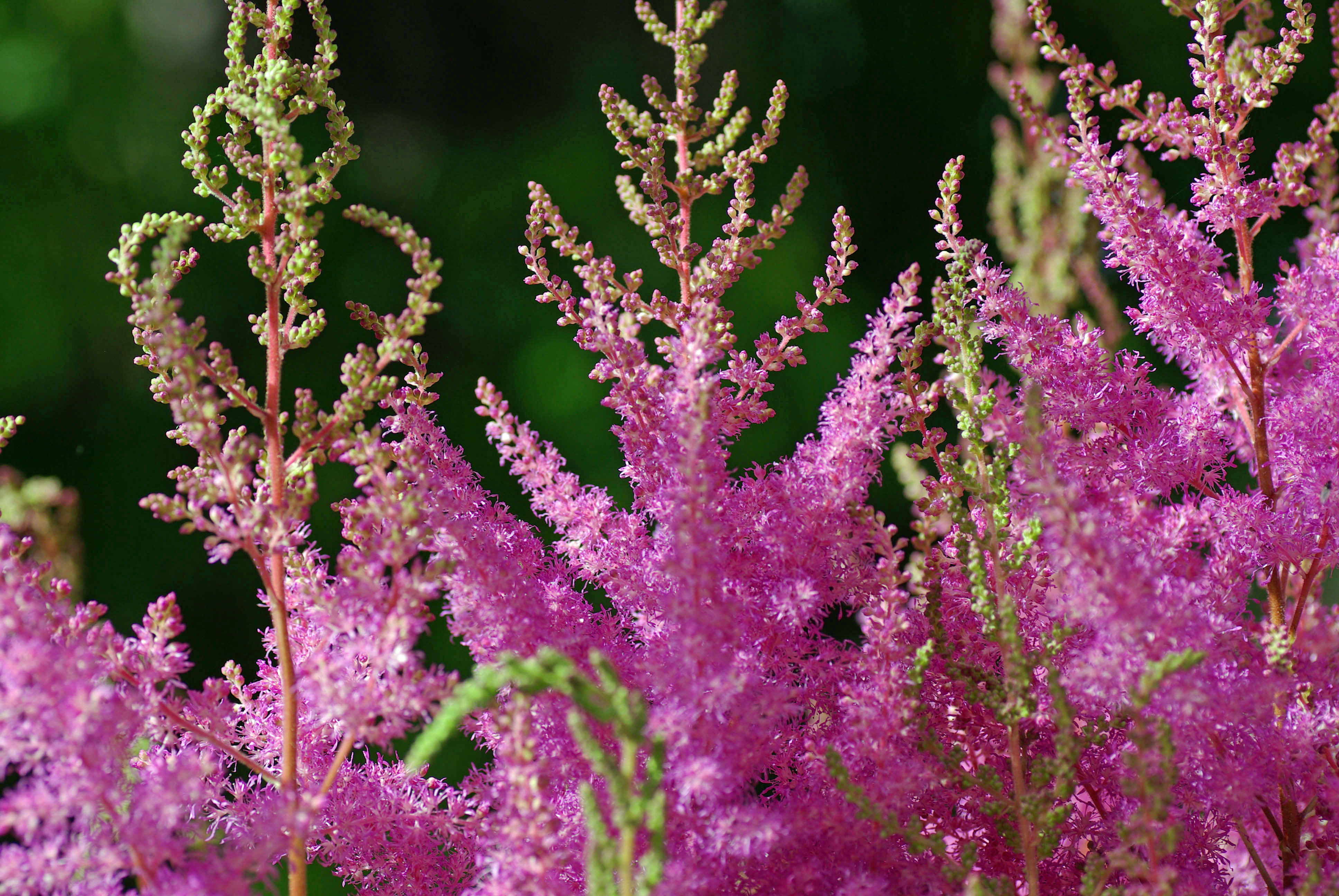 Astilbe