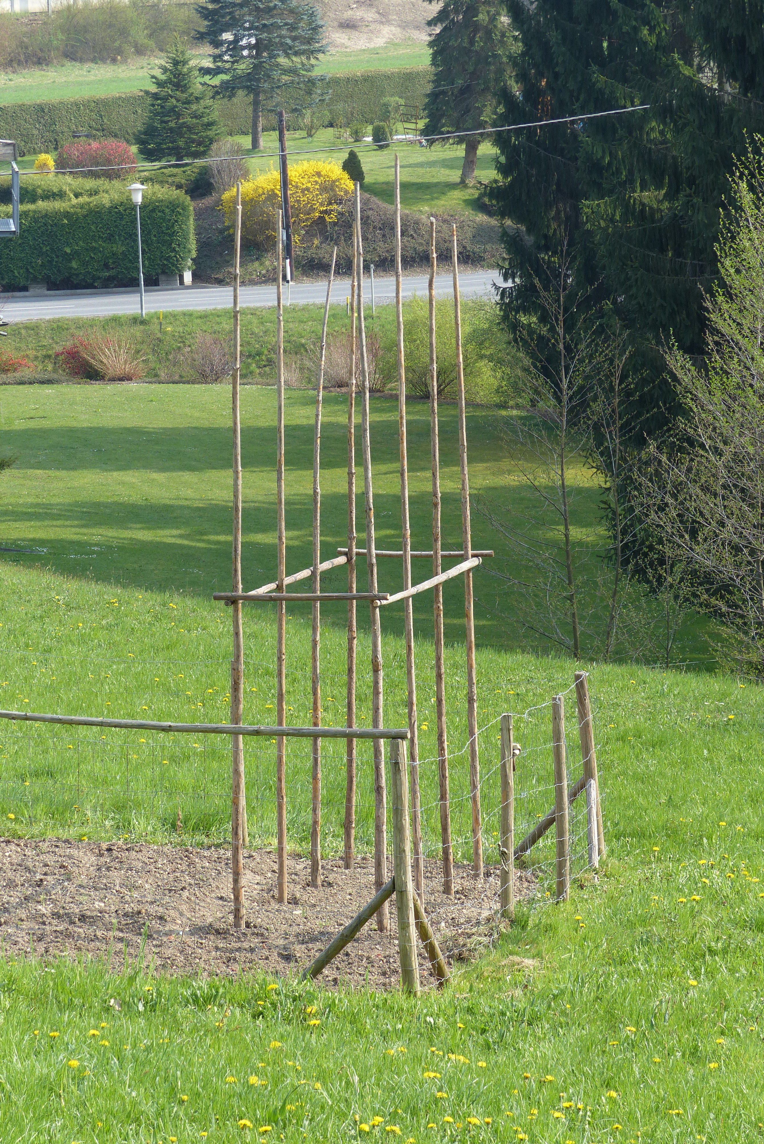 Feuerbohne