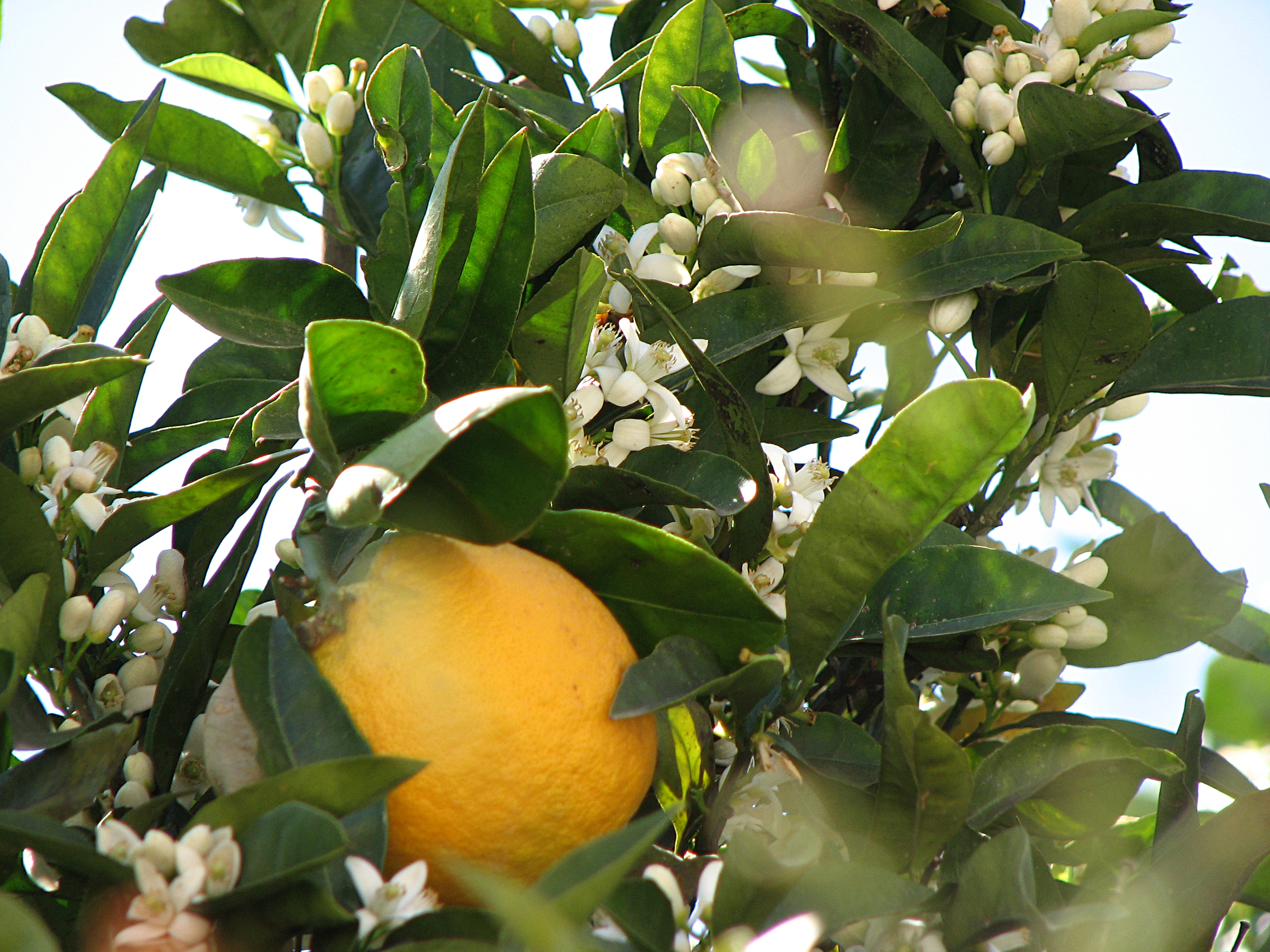 Orangenbaum
