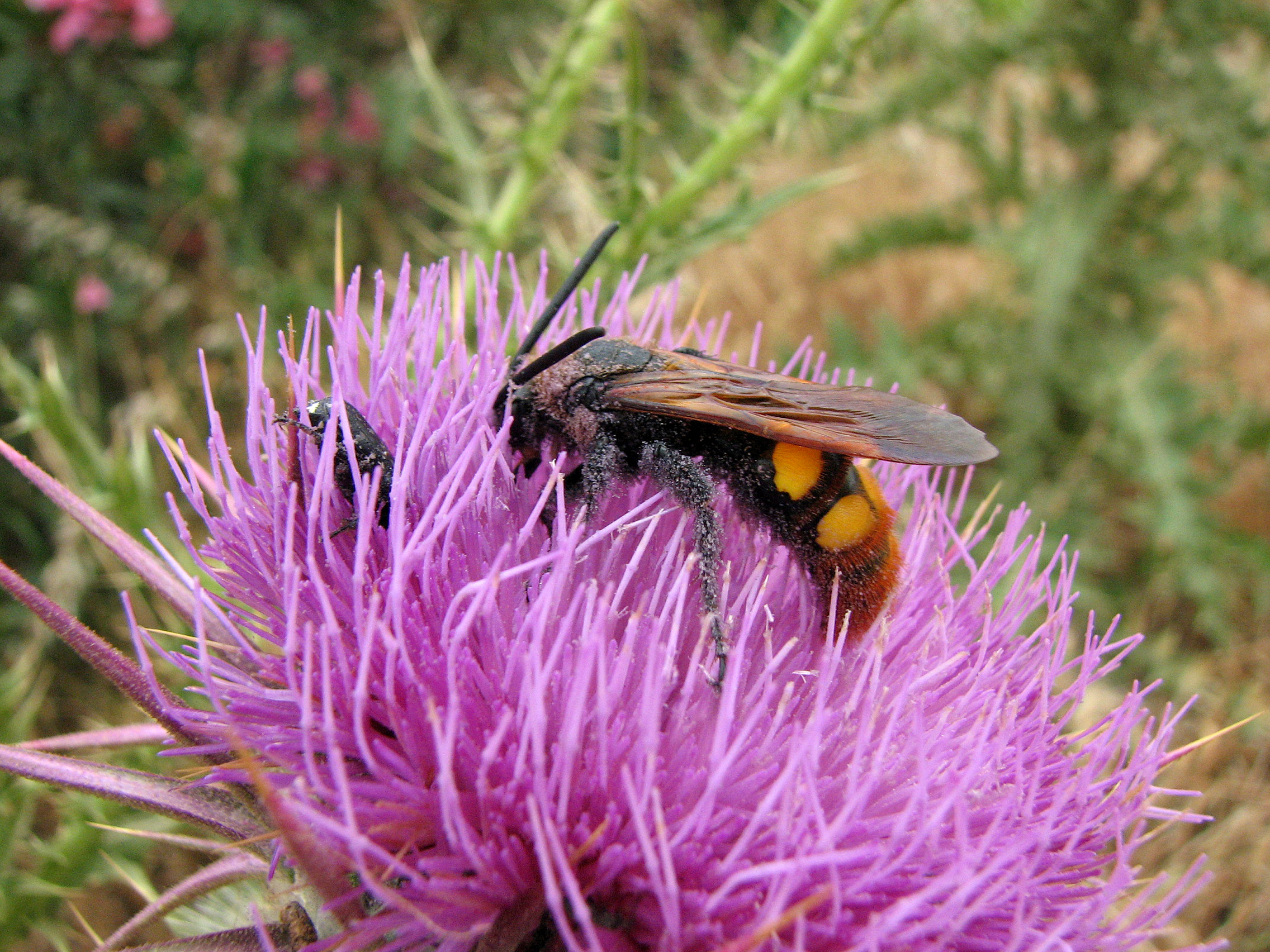 Eselsdistel