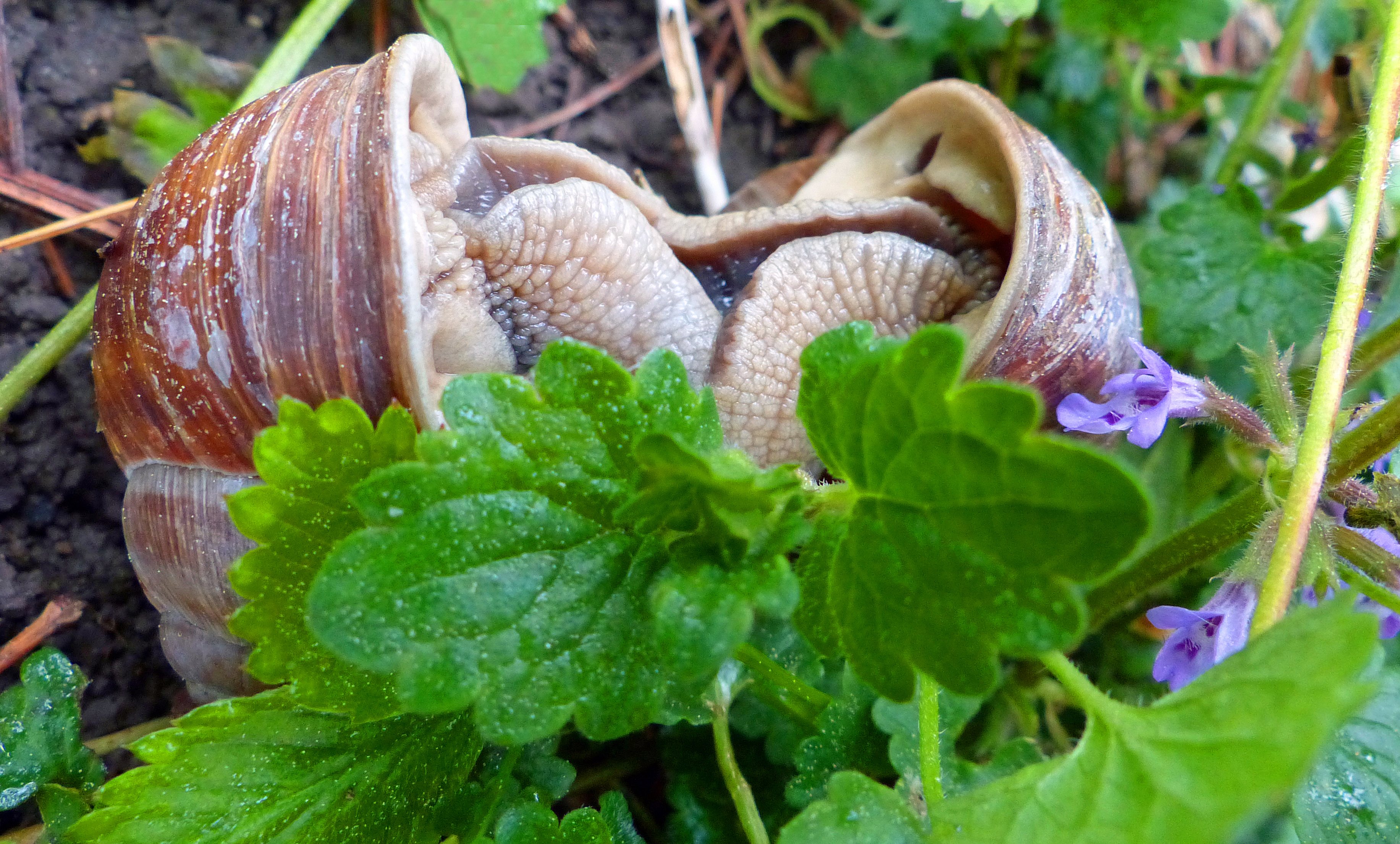 Schnecken im Garten reduzieren