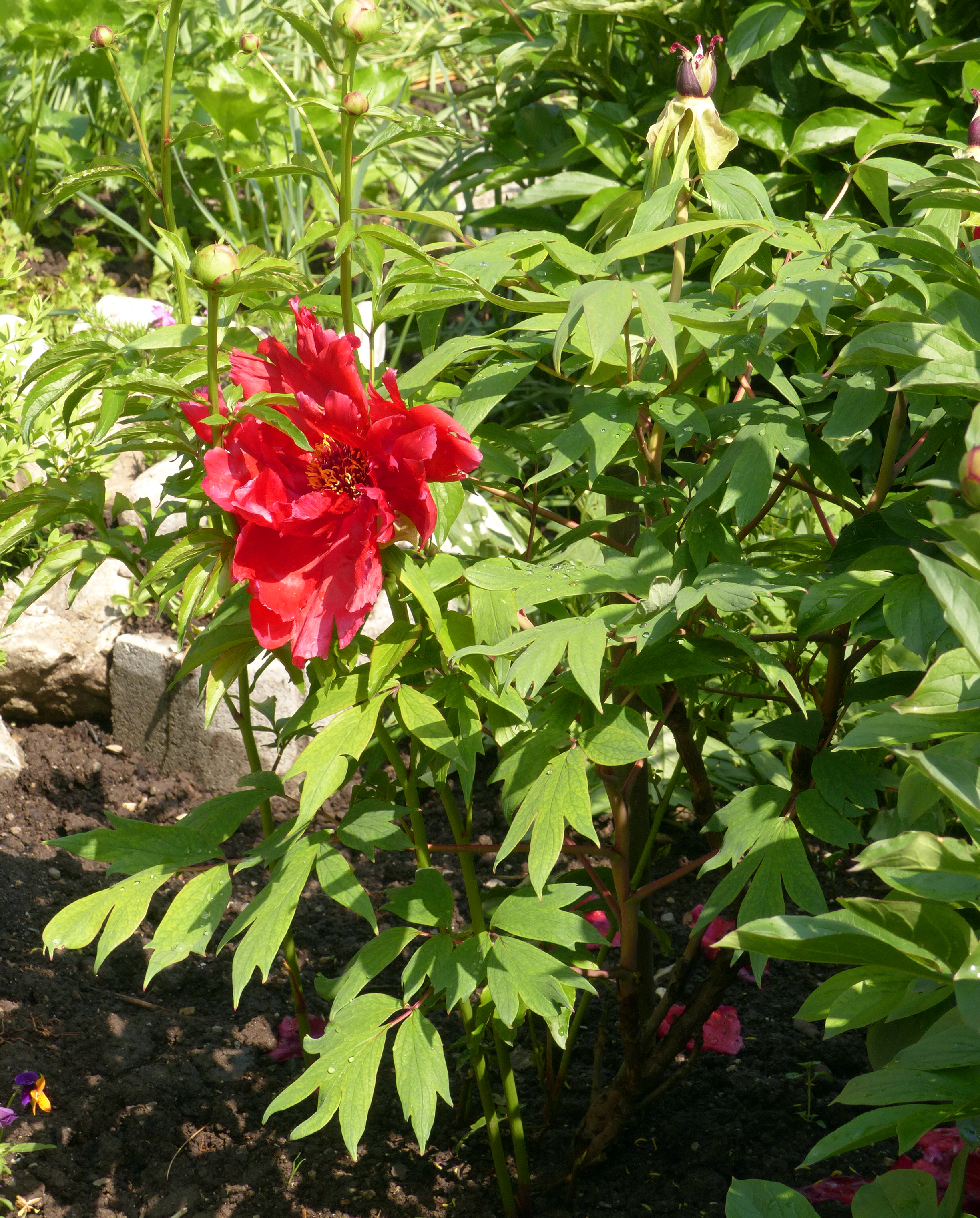 Baumpfingstrose