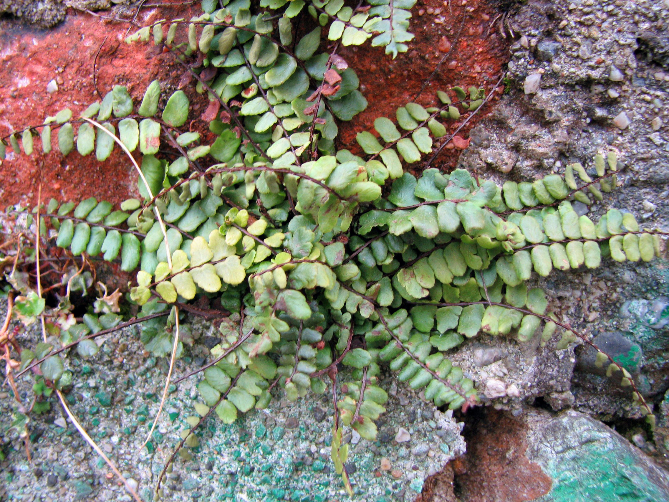 Braunstieliger Streifenfarn