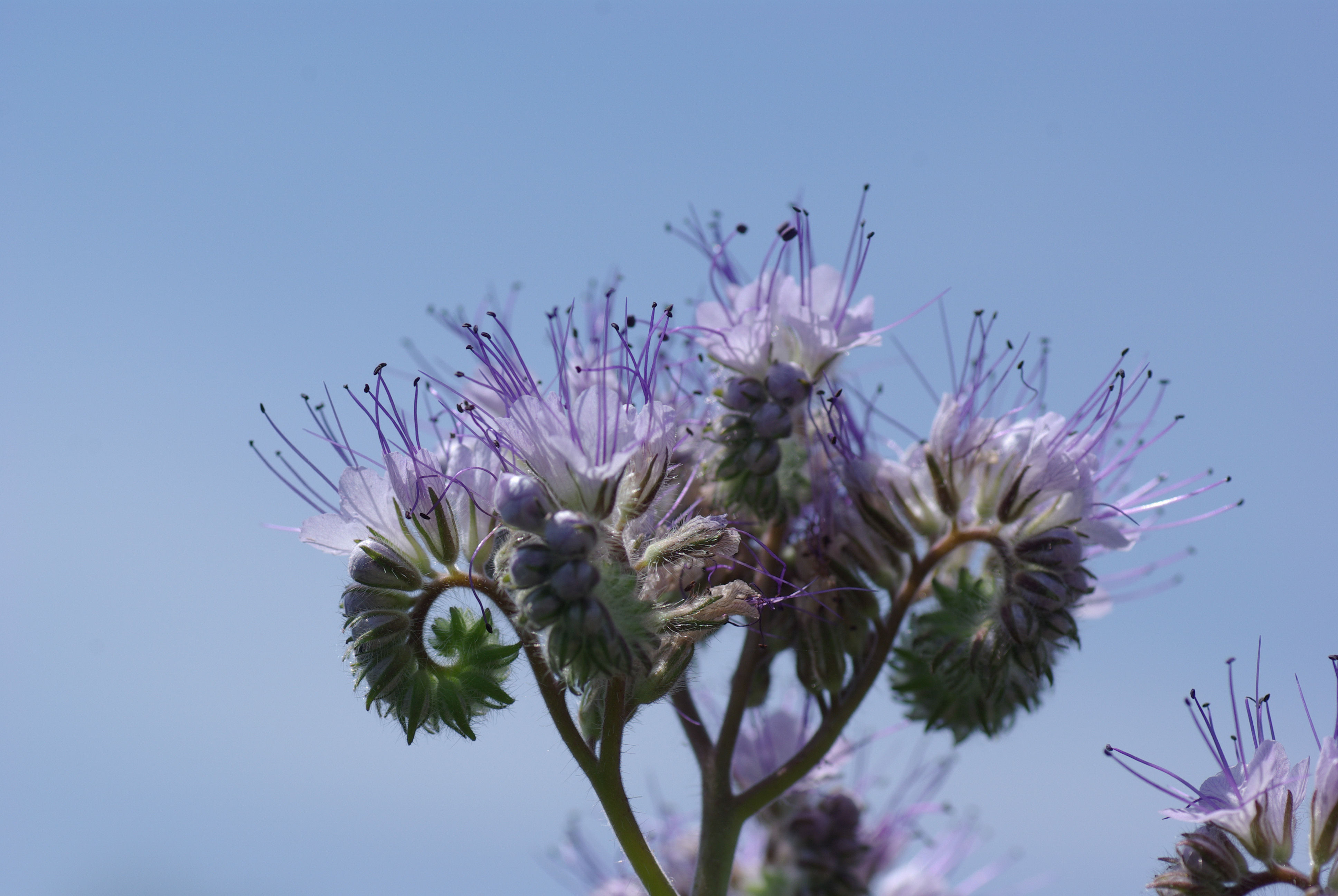 Phacelia