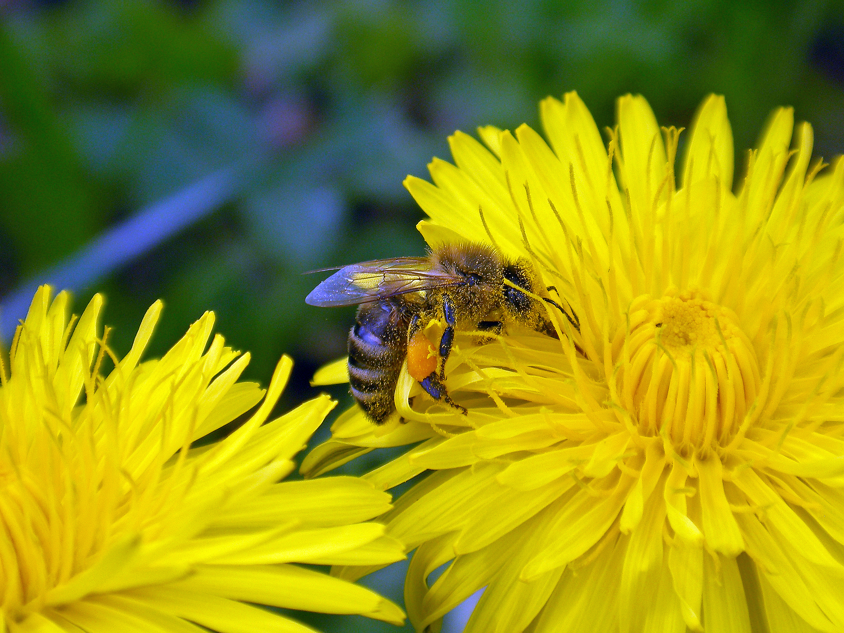 Gewöhnlicher Löwenzahn