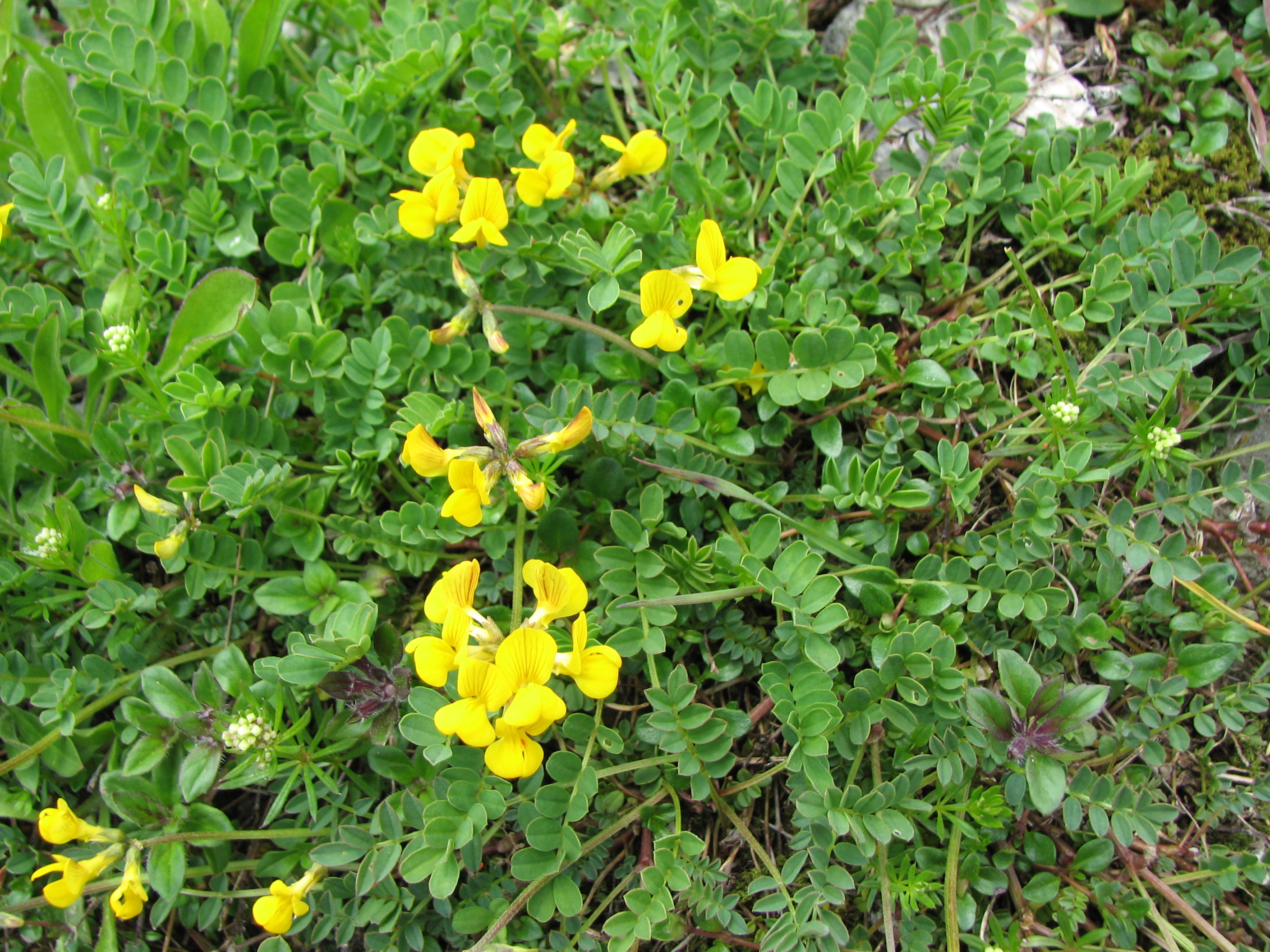 Hufeisenklee