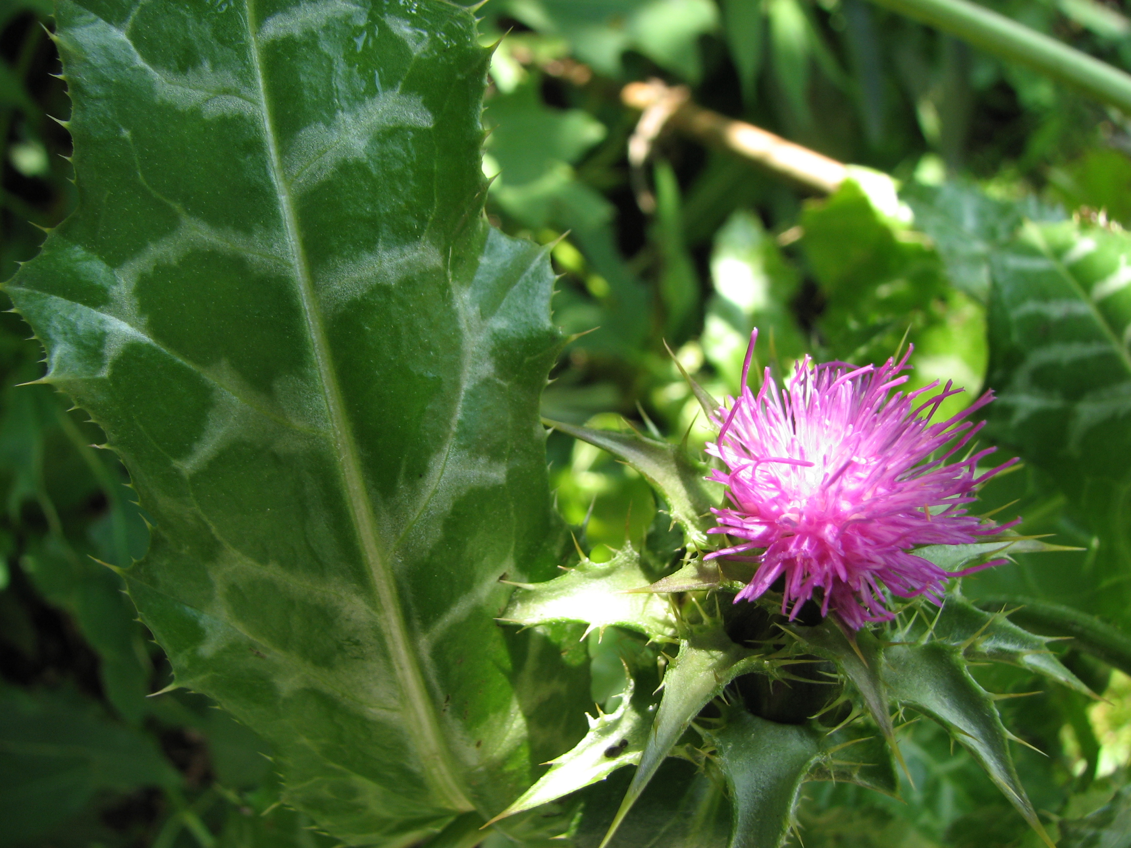 Mariendistel