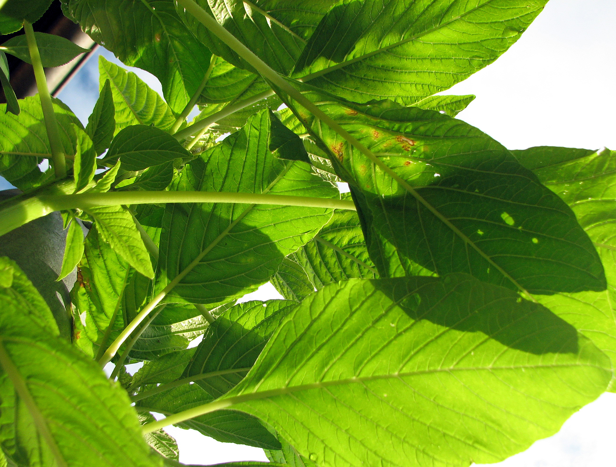 Amaranth
