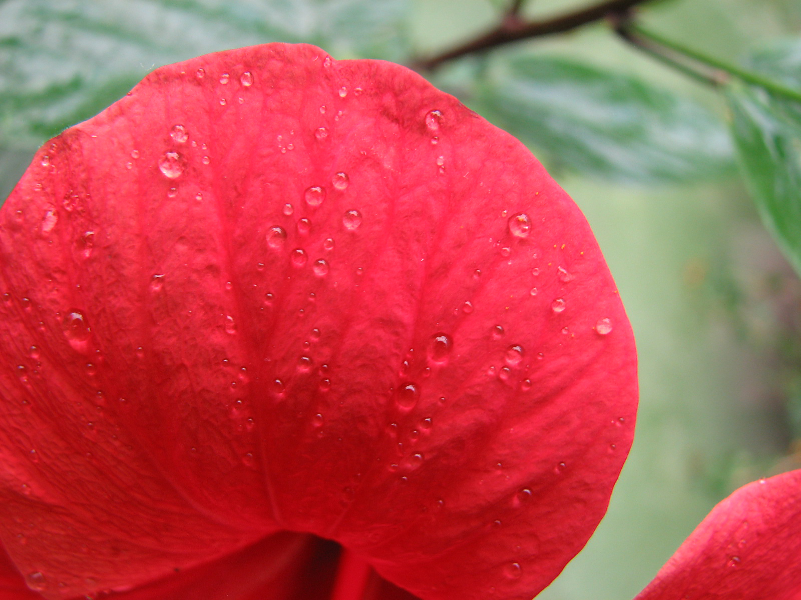 Hibiskus