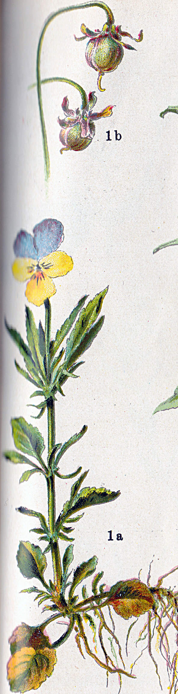 Ackerstiefmütterchen