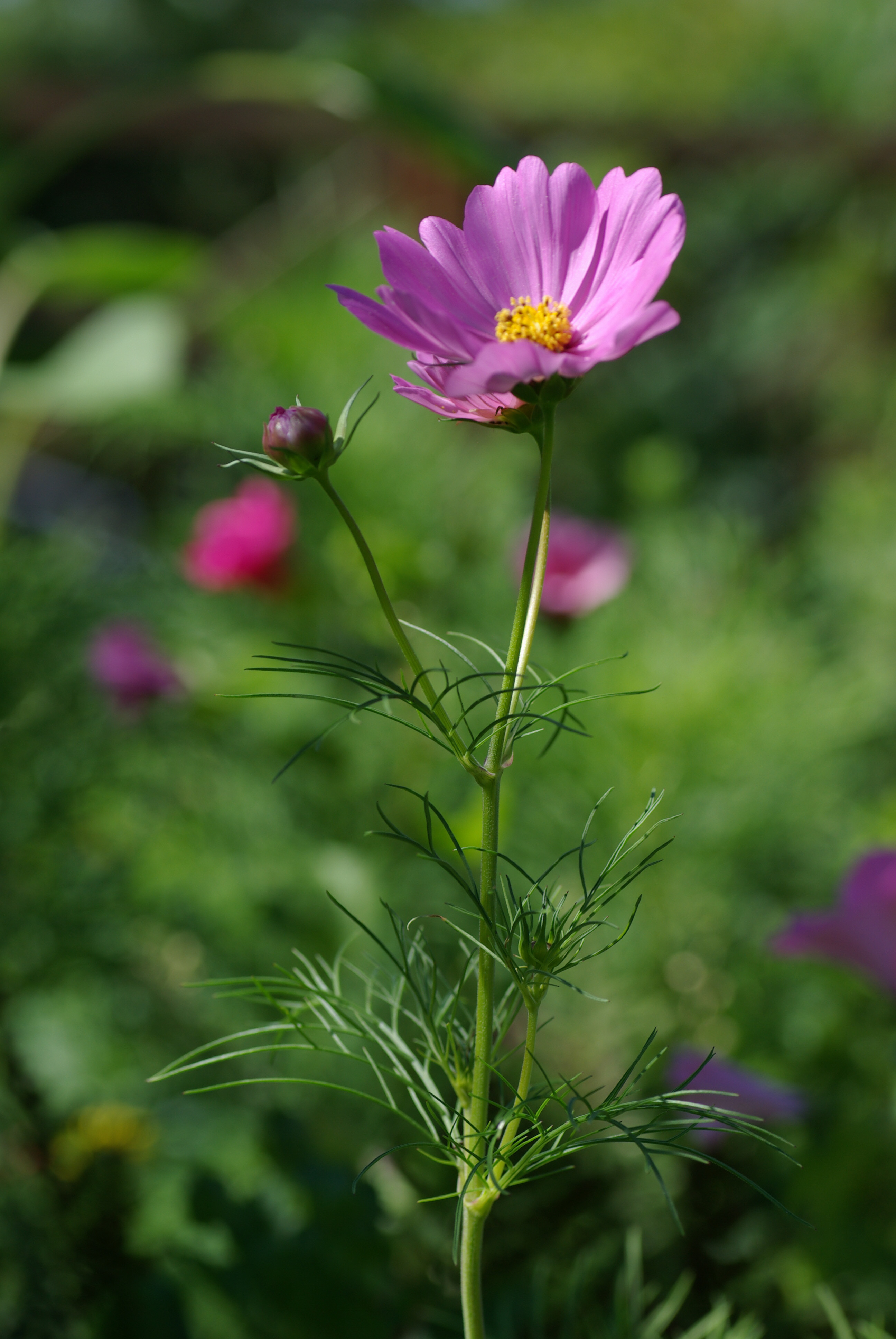 Cosmea