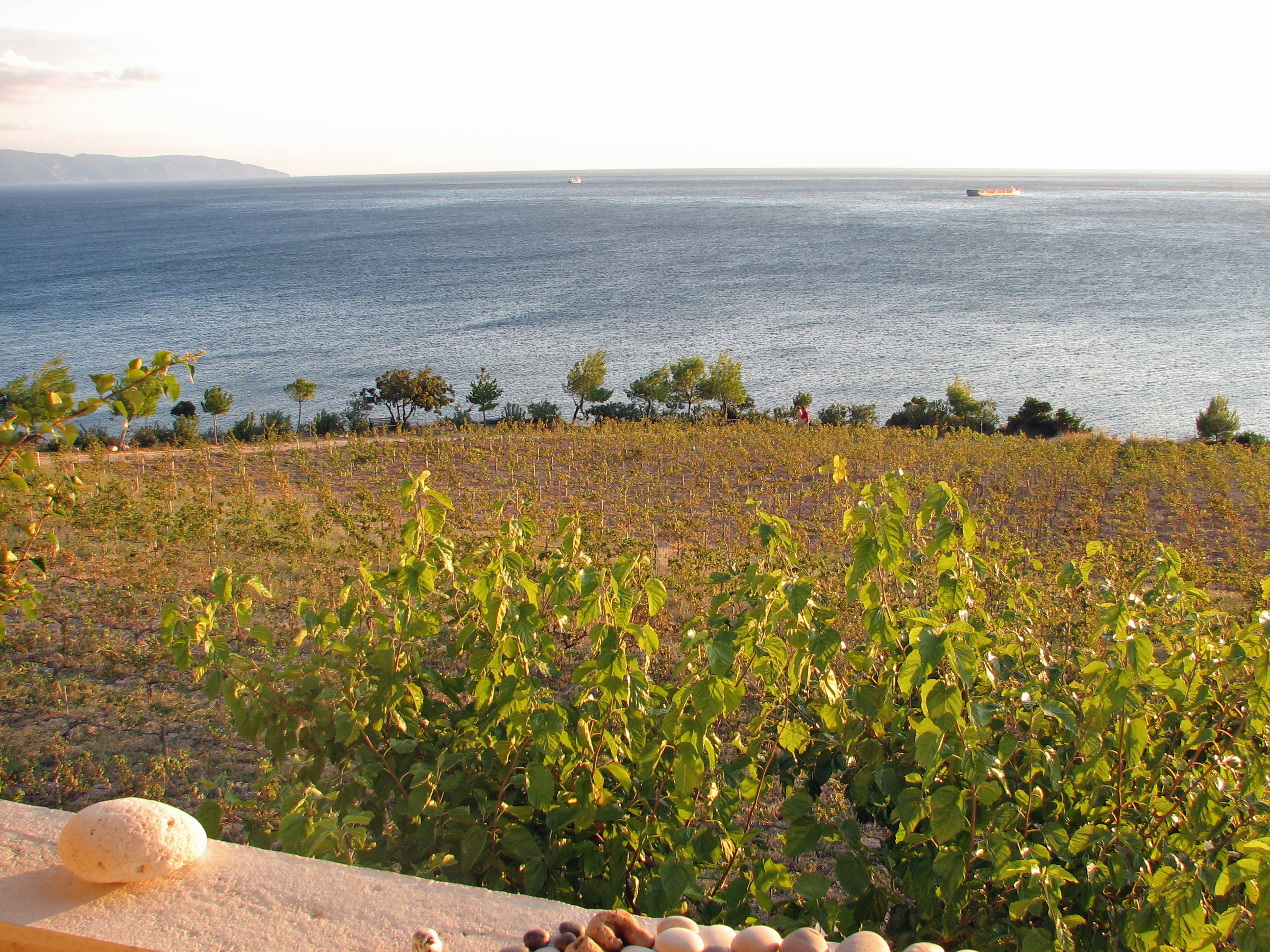 Weinrebe