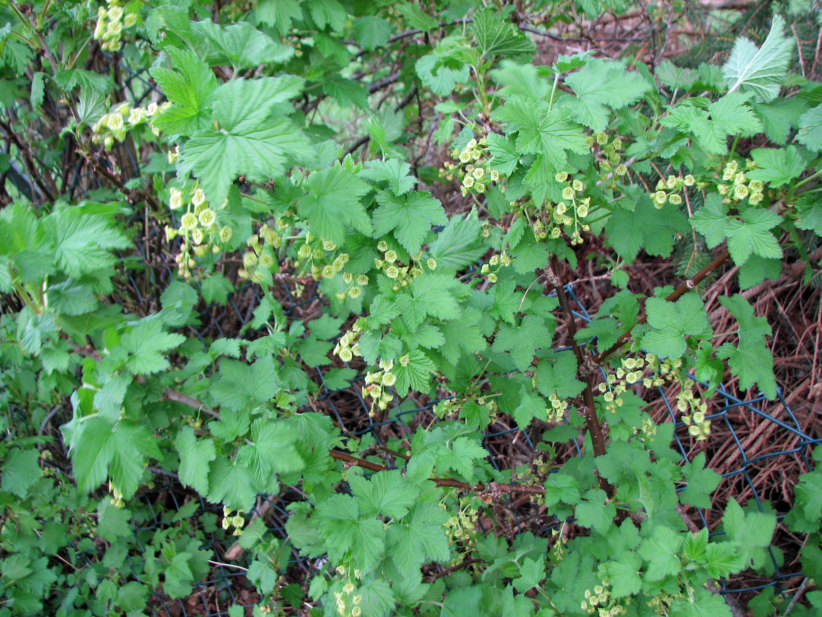 Johannisbeeren