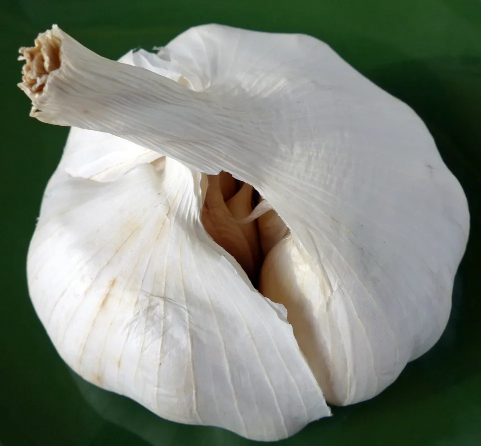 Knoblauch