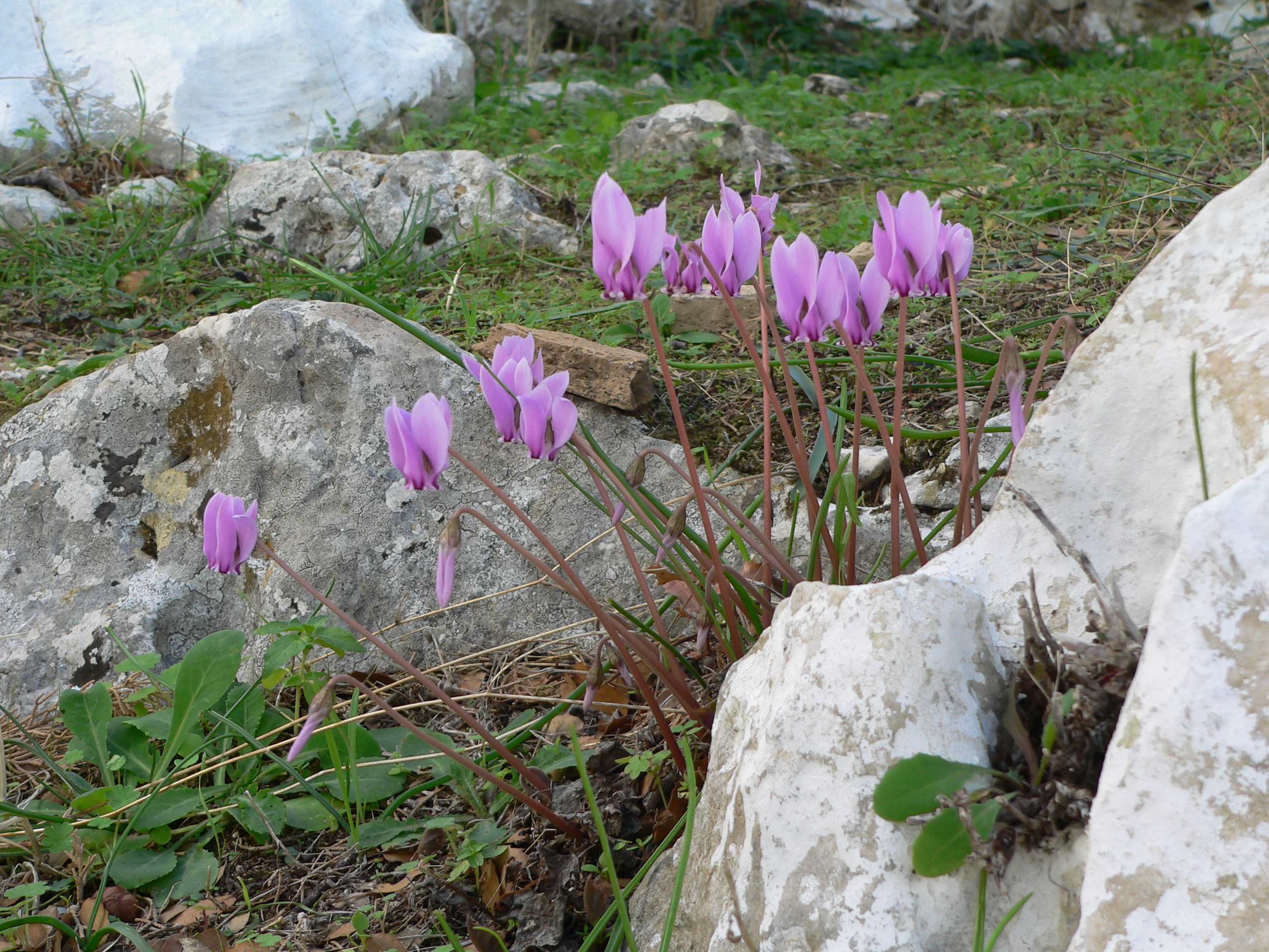 Griechisches Alpenveilchen