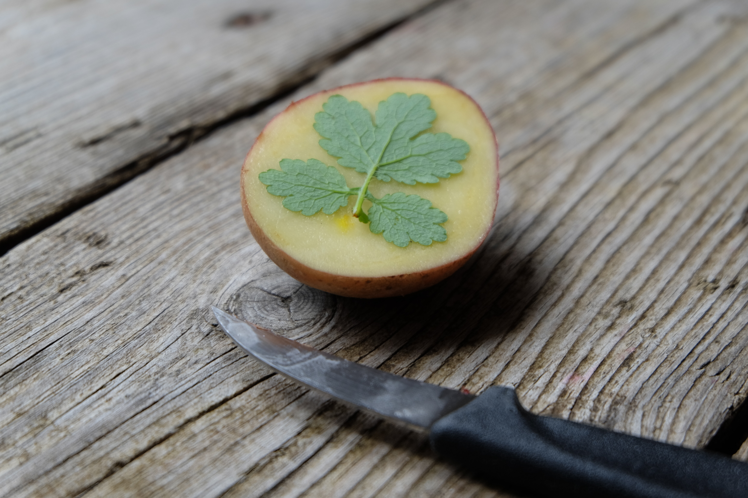 Kartoffeldruck