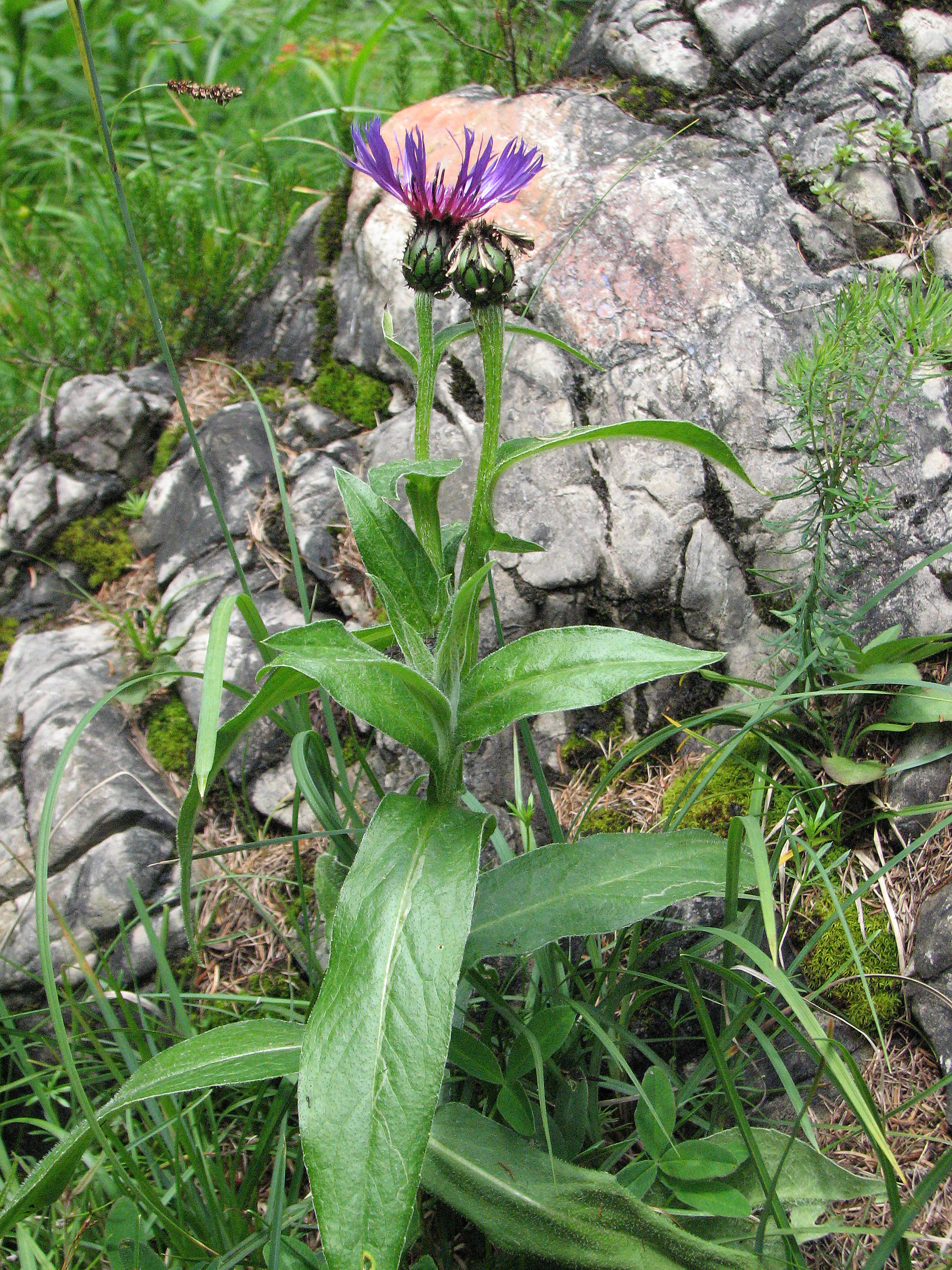 Bergflockenblume