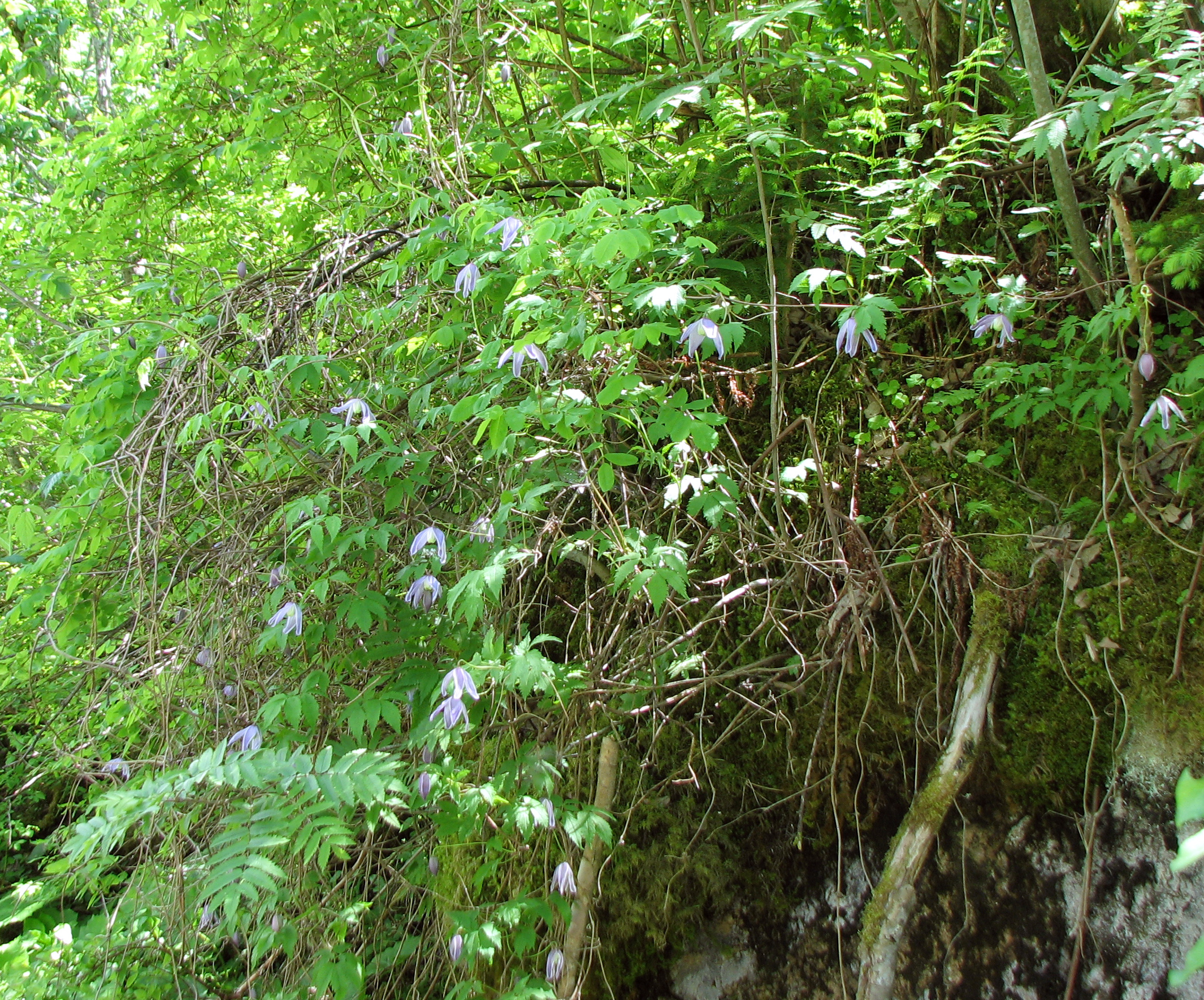 Clematis