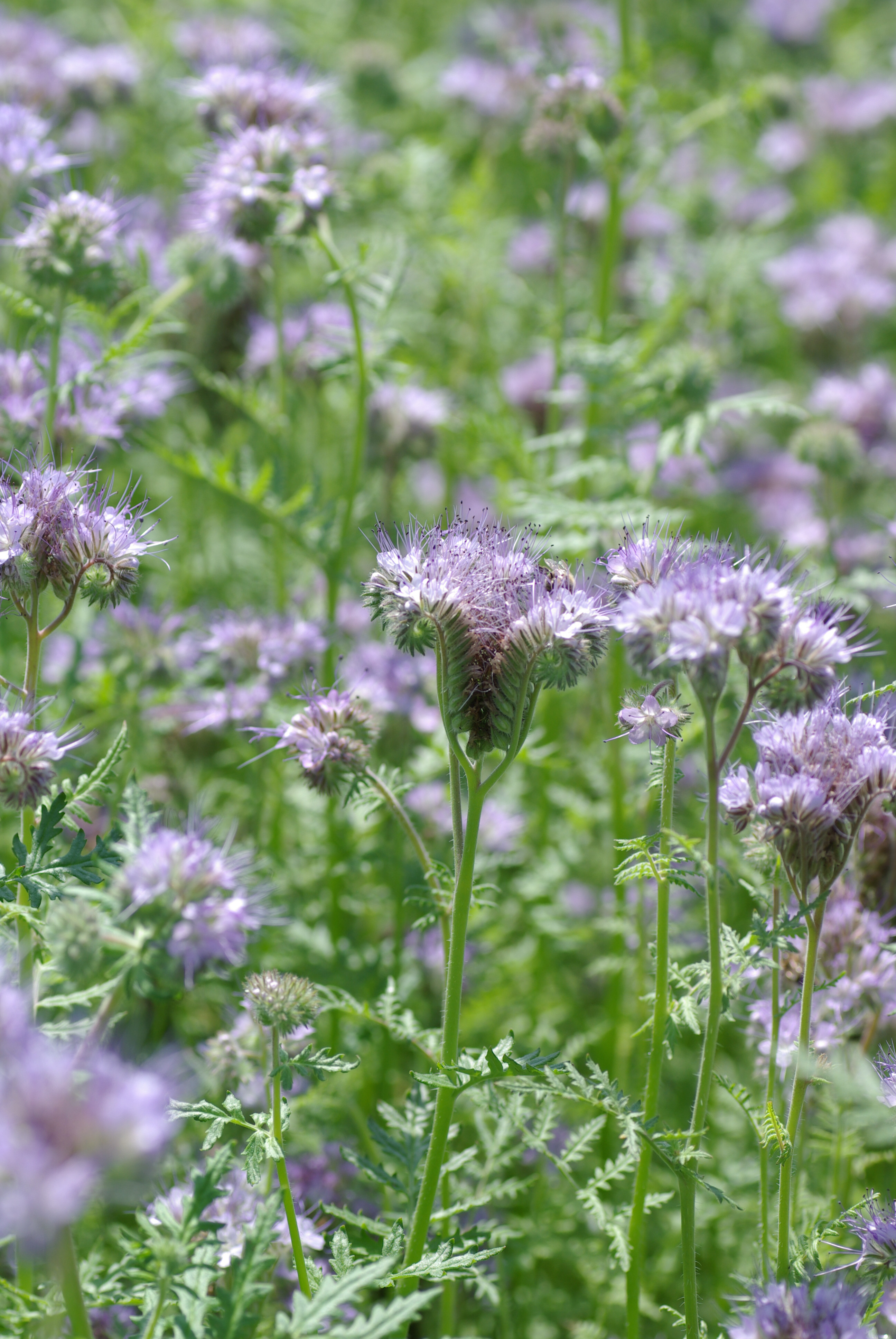 Phacelia