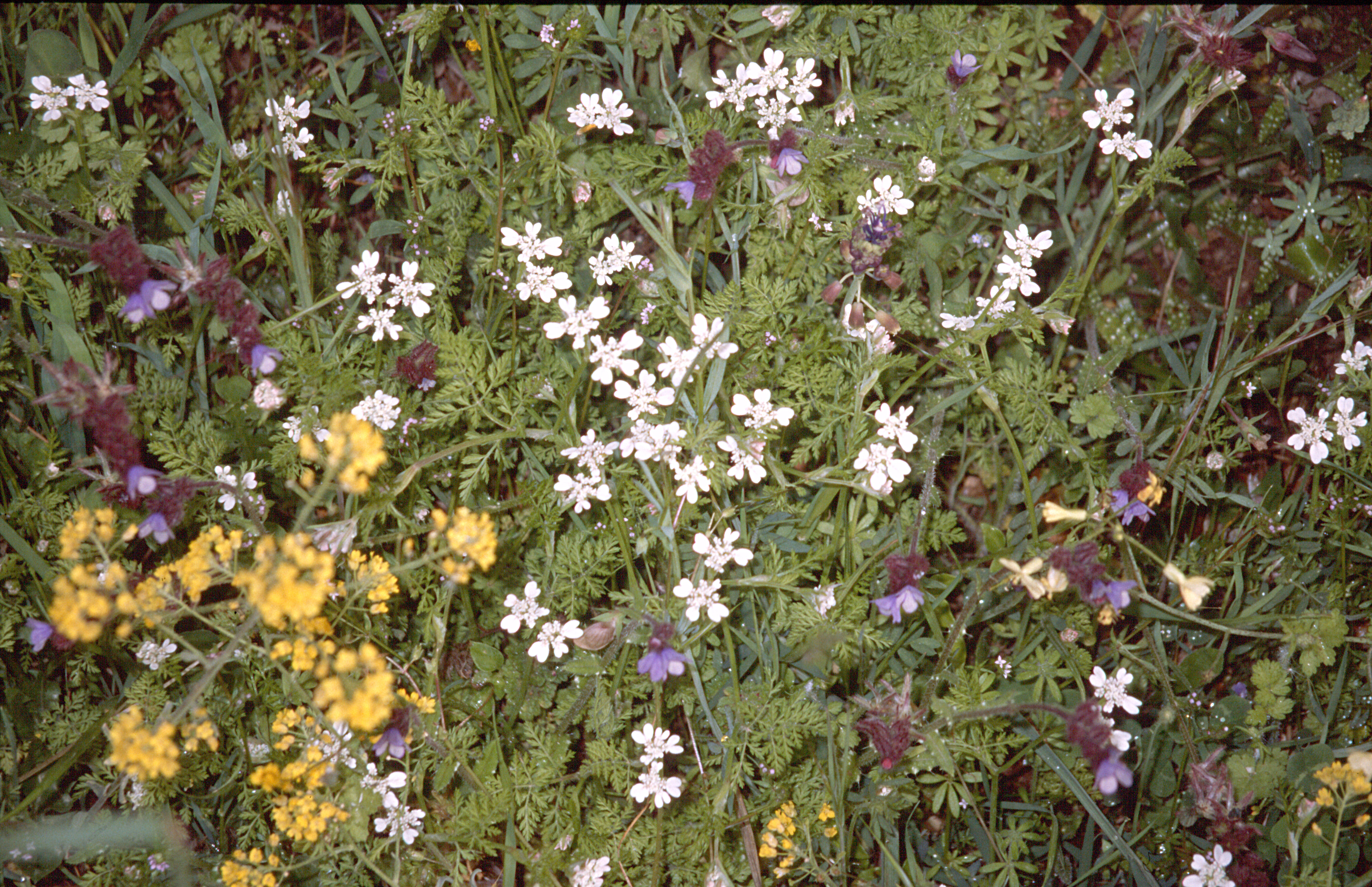 Kerbel