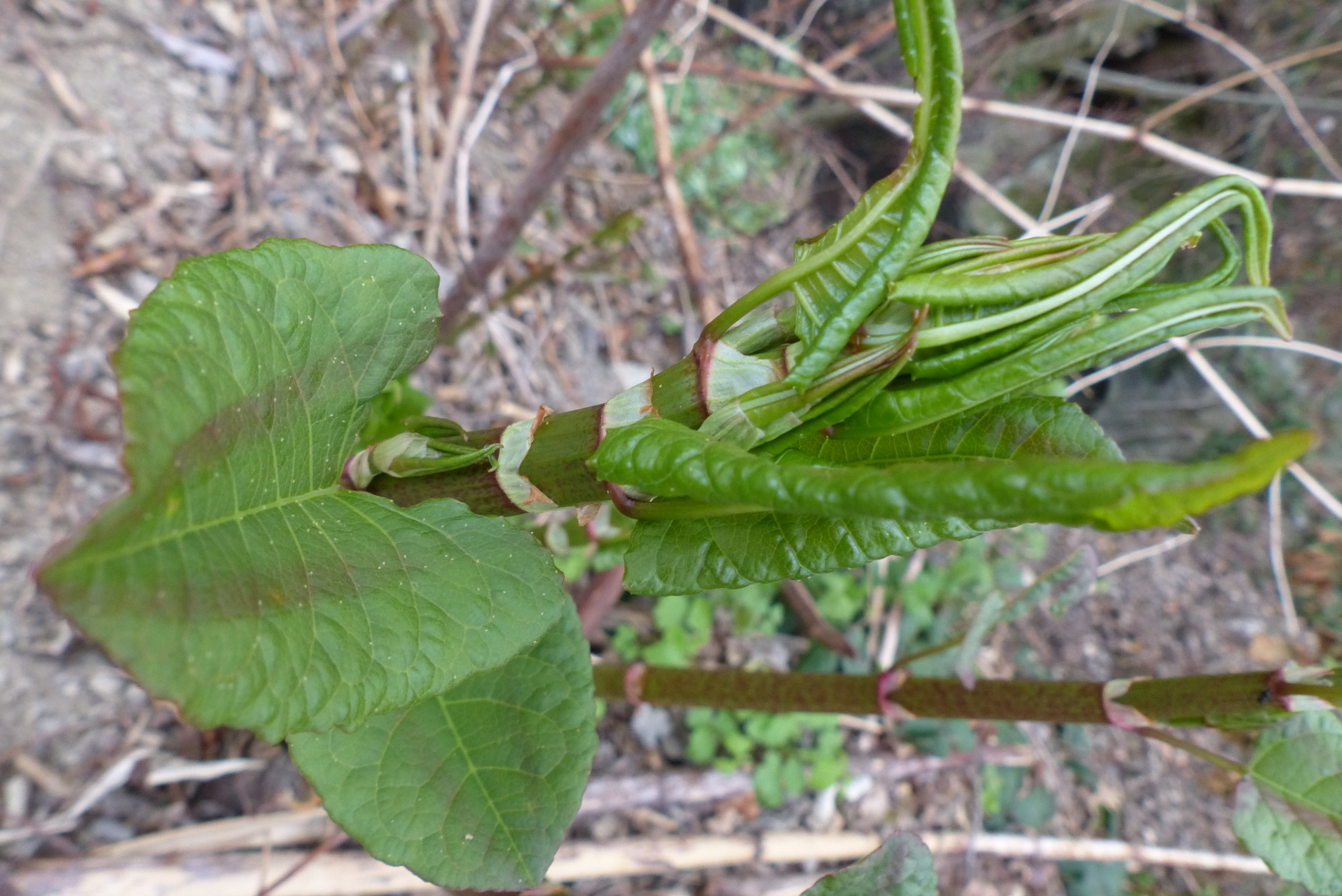 Japanischer Staudenknöterich
