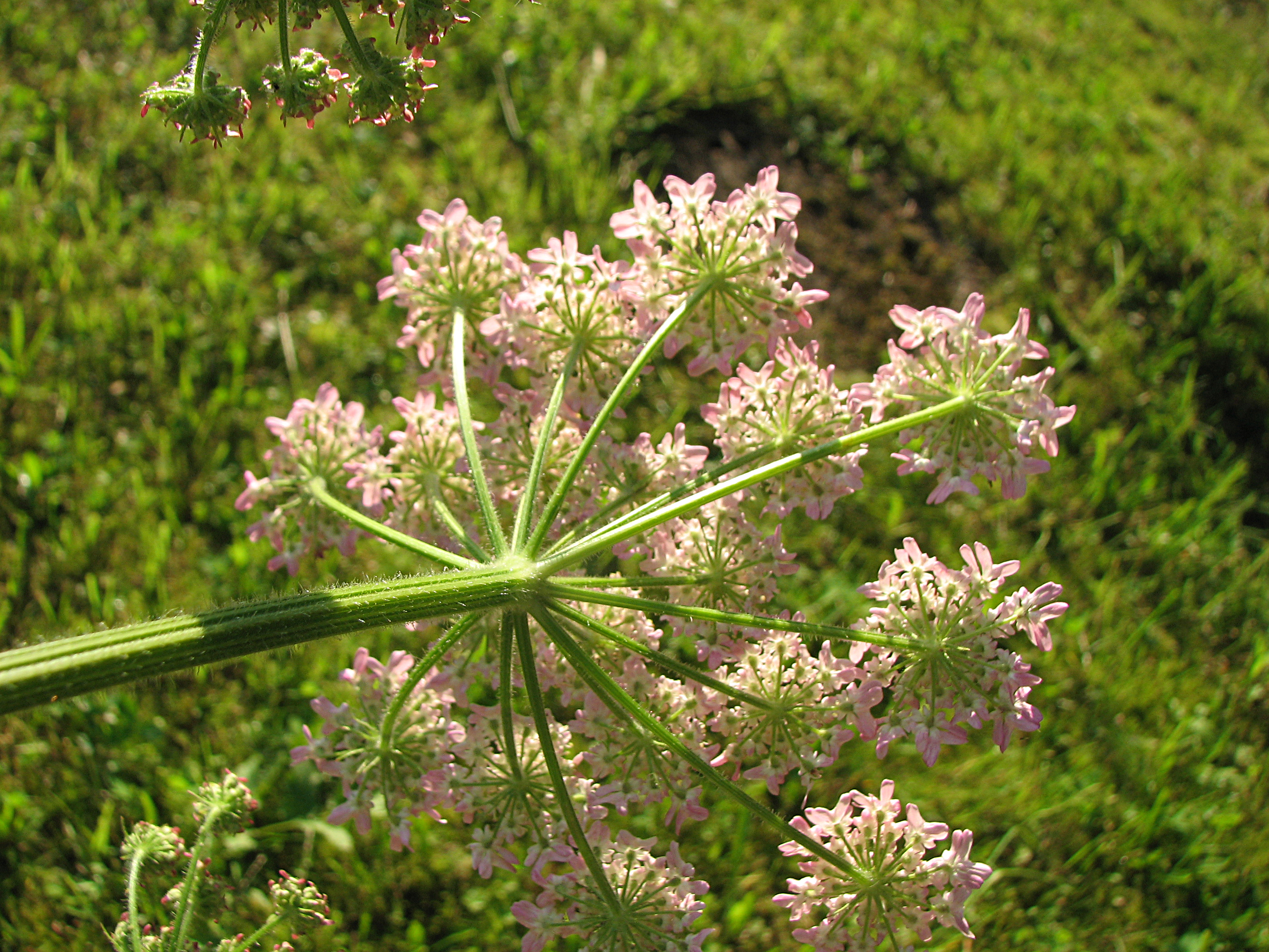Wiesenbärenklau