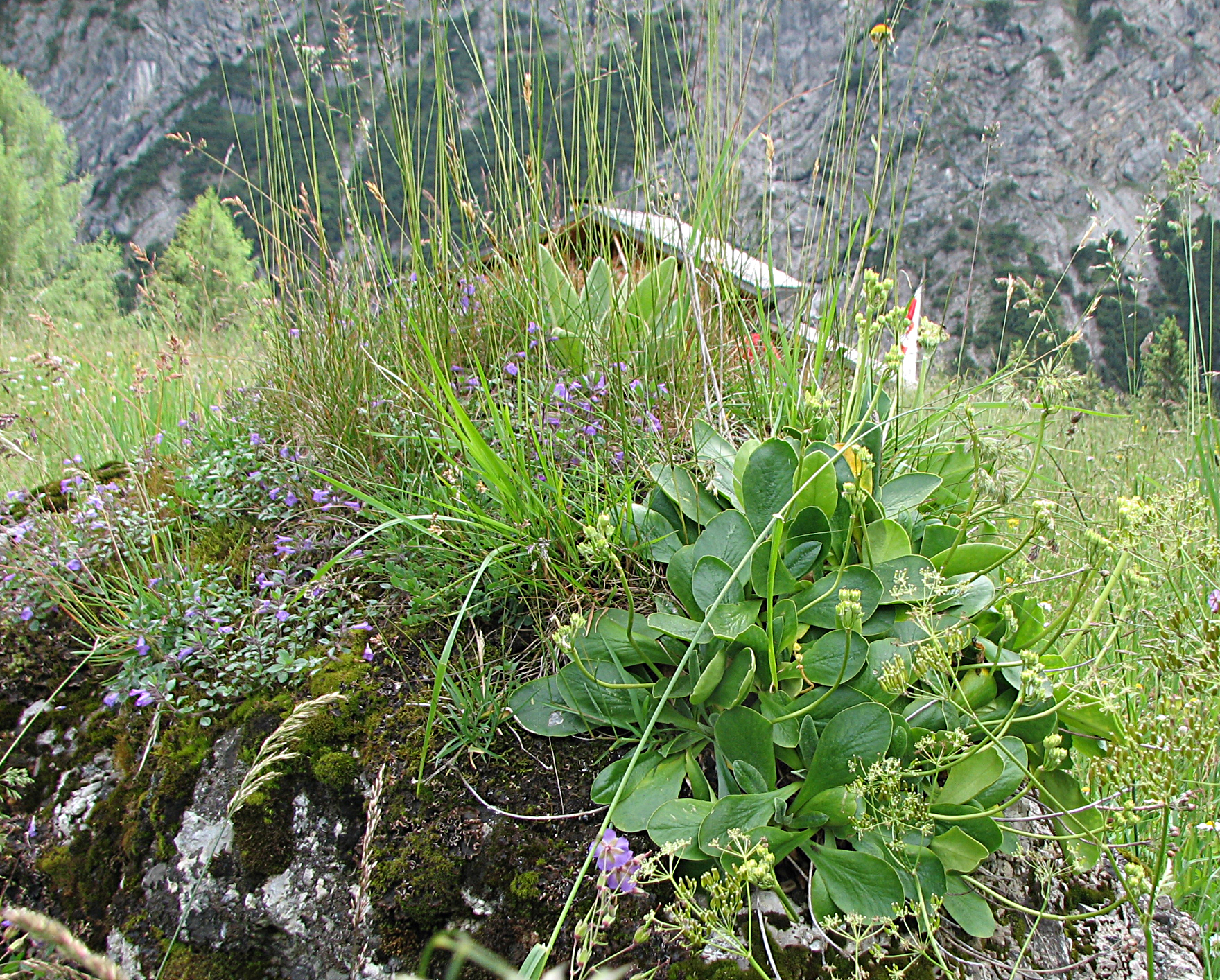 Alpenaurikel