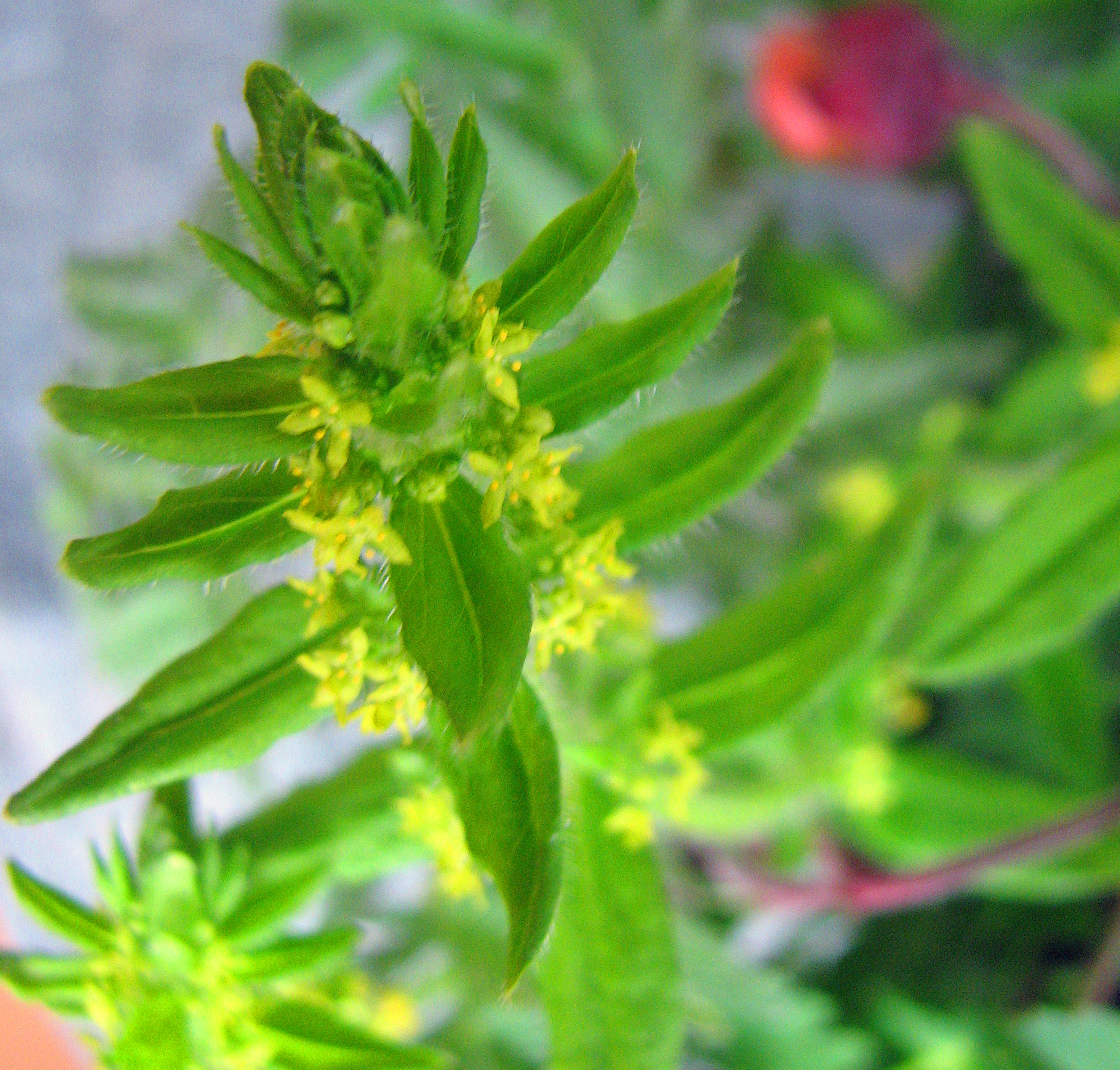 Gewimpertes Kreuzlabkraut