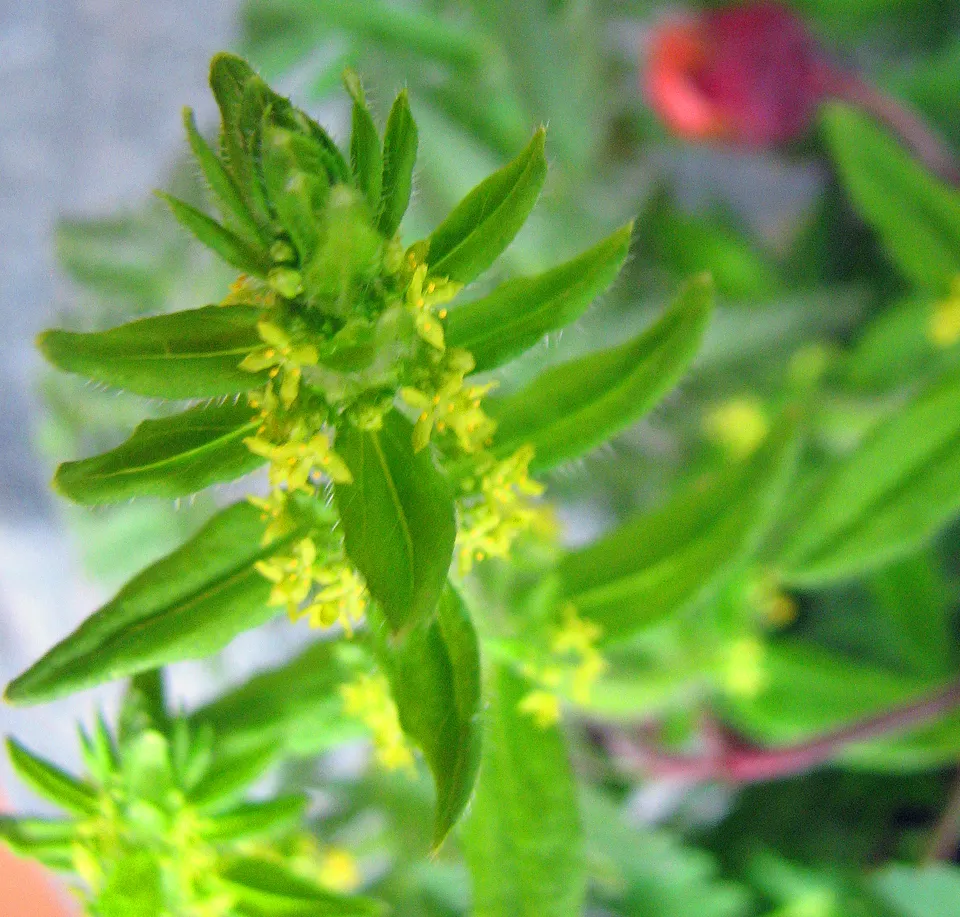 Gewimpertes Kreuzlabkraut