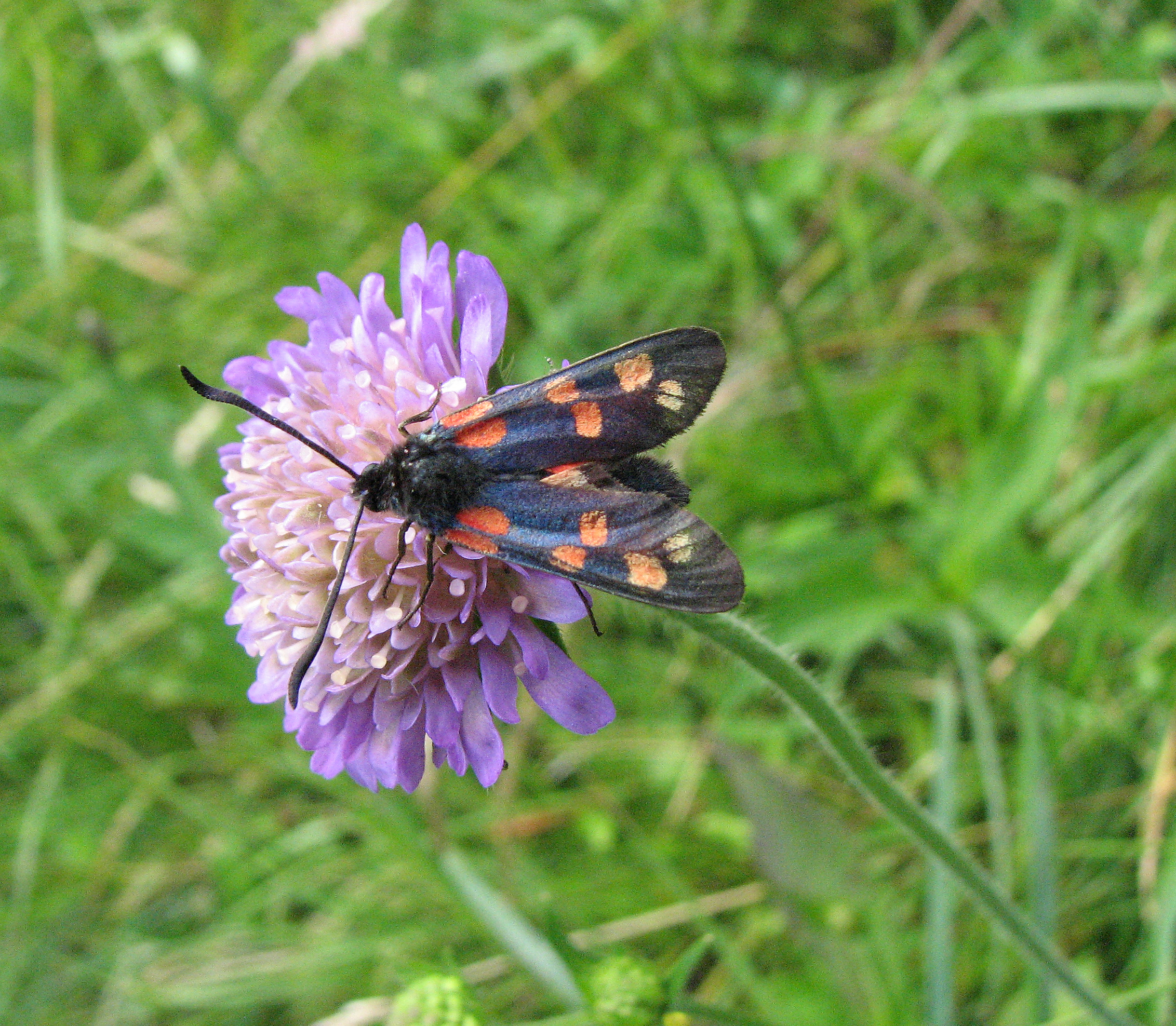 Waldwitwenblume